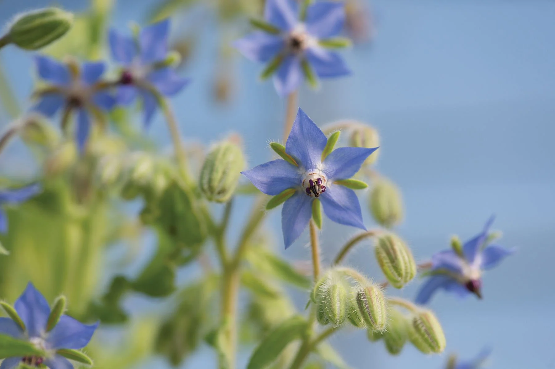 borage.jpg
