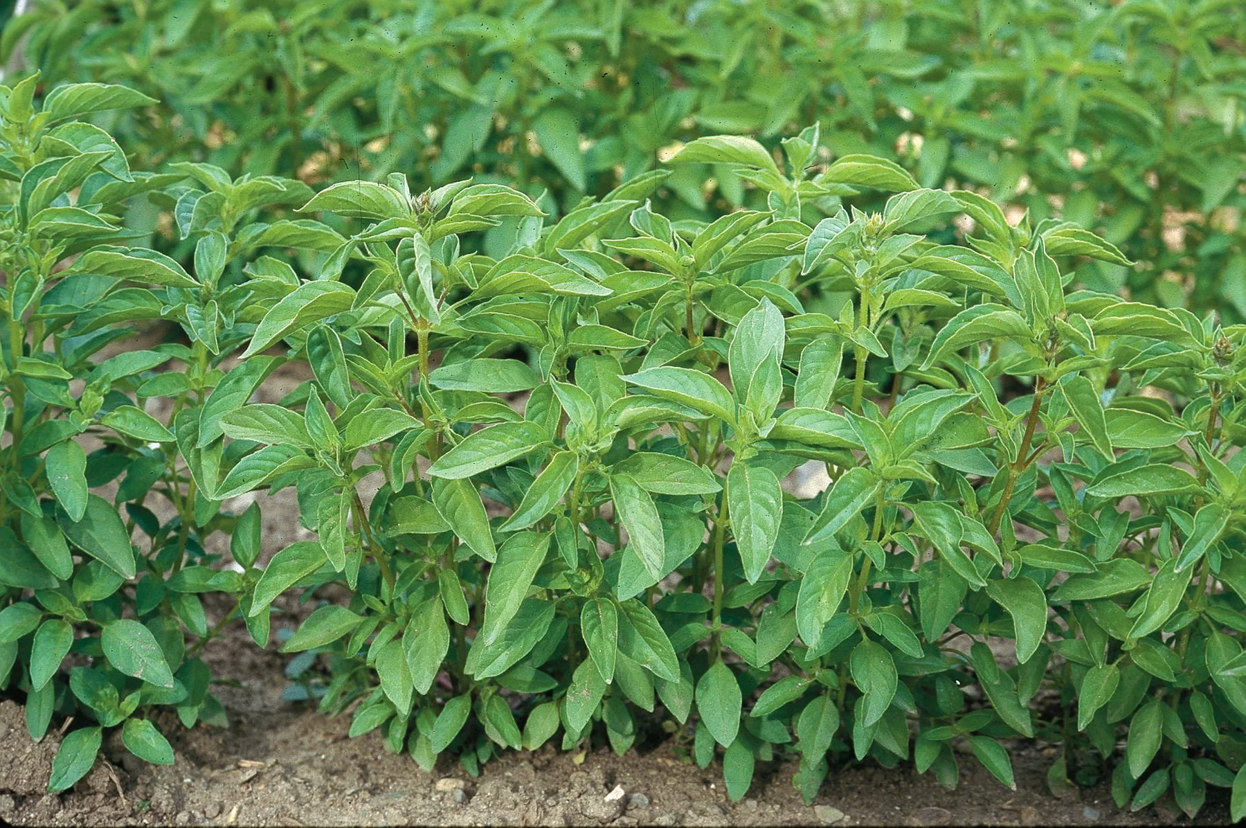limebasil.jpg
