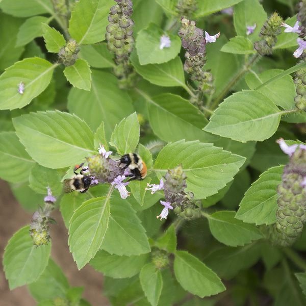 holybasil-tulsi.jpg