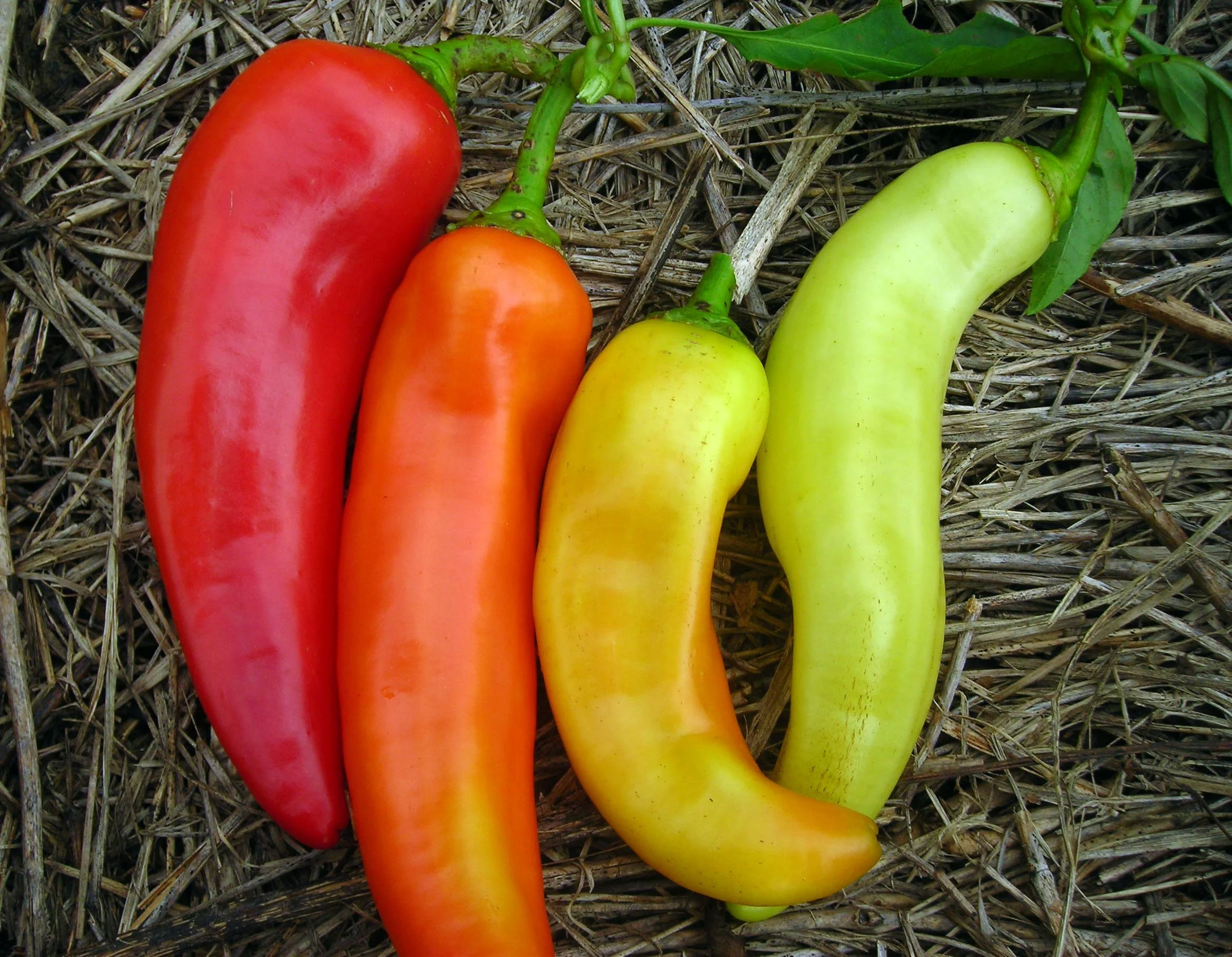 sweet-banana-pepper_LRG.jpg