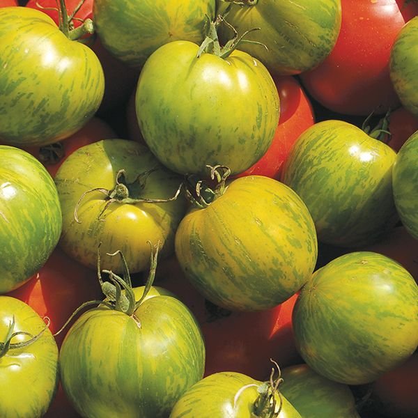 tomato-green-zebra.jpg