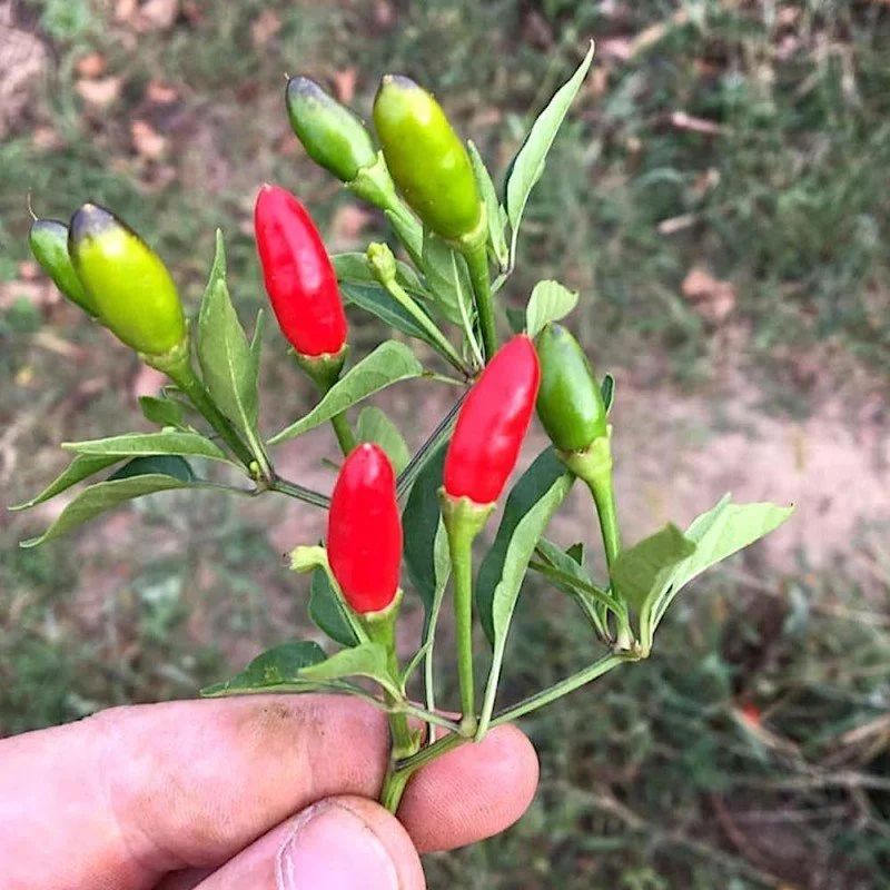 calabrian-pepper-seeds.jpg