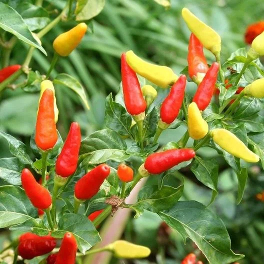 PEPPER-tabasco.jpg
