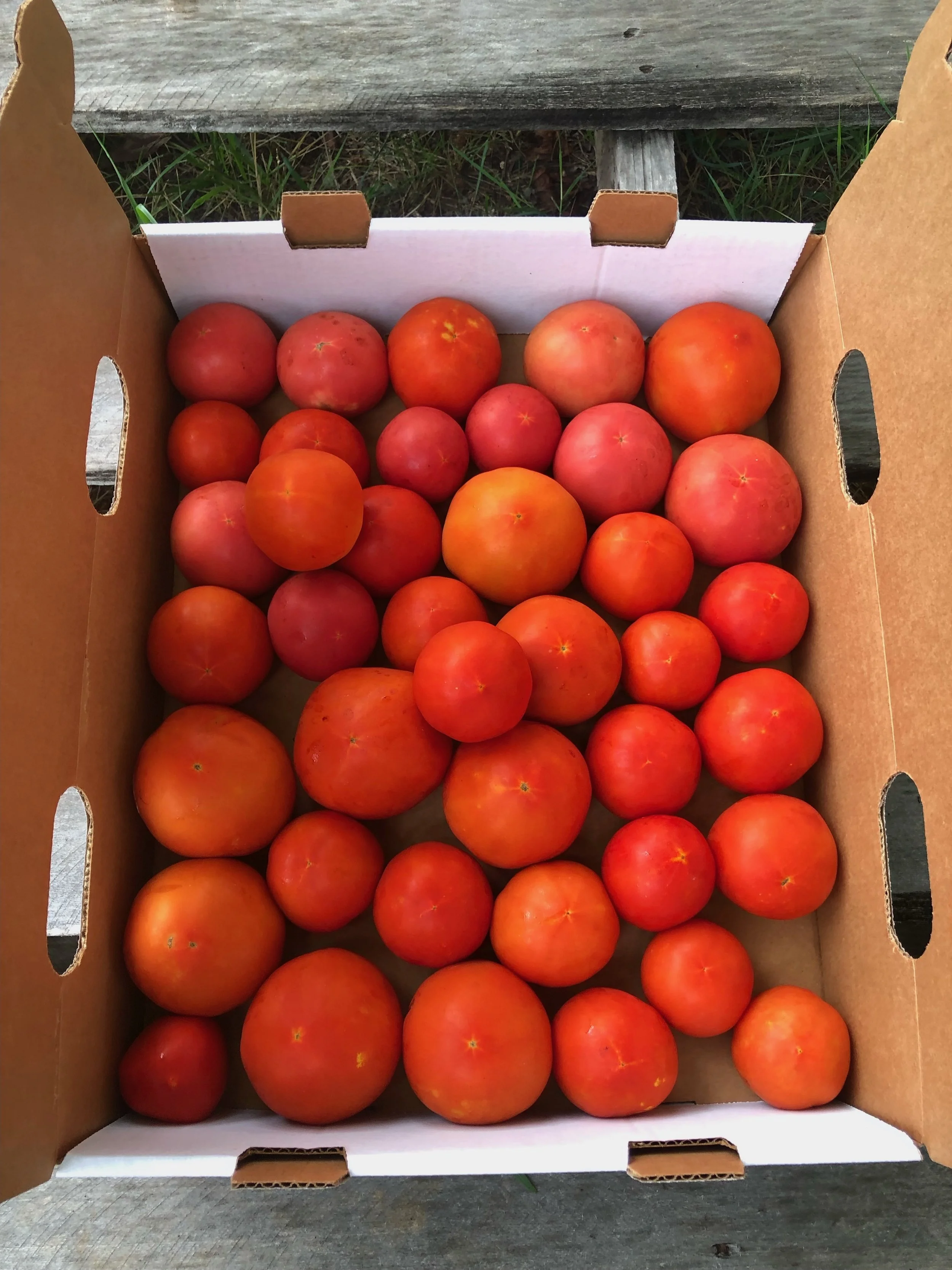 Case of Tomatoes.jpg
