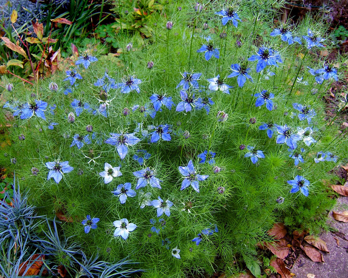 plantsale-NIGELLA.png