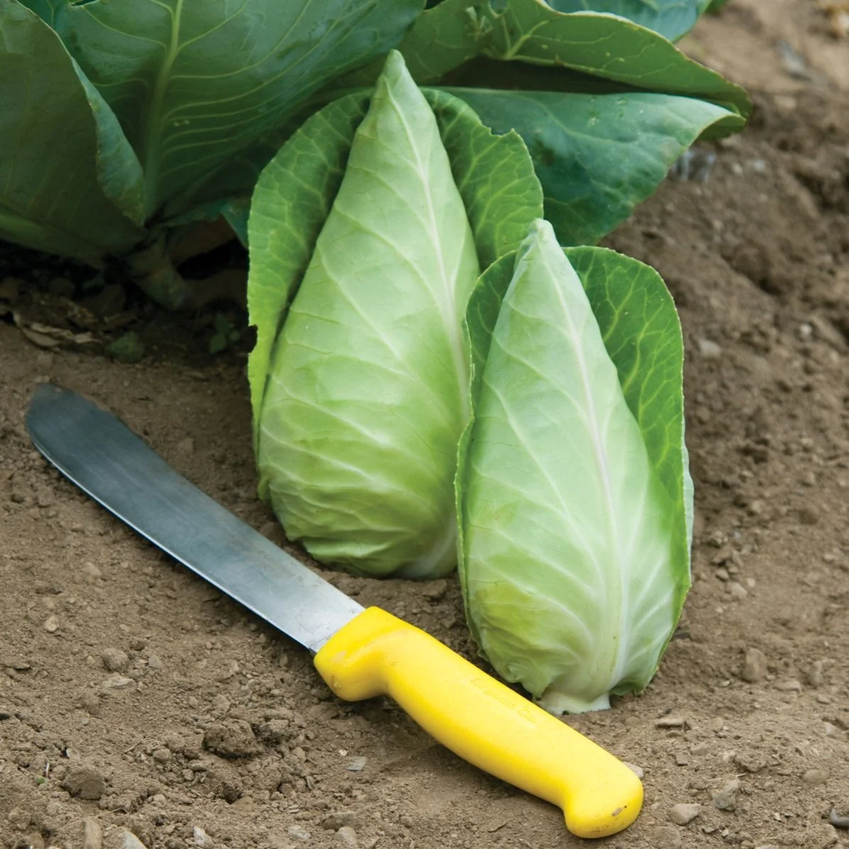 caraflex cabbage