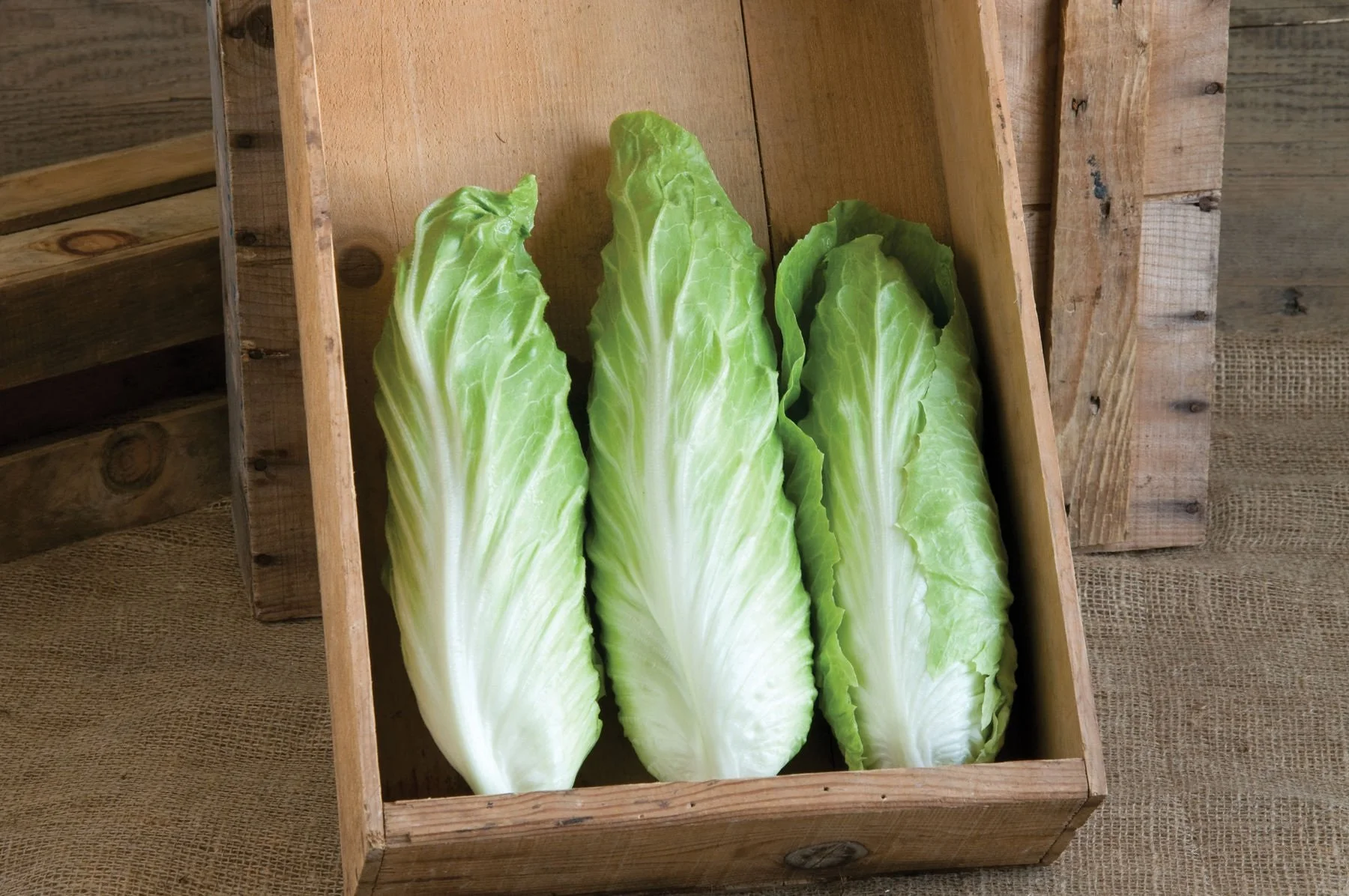 sugarloaf endive