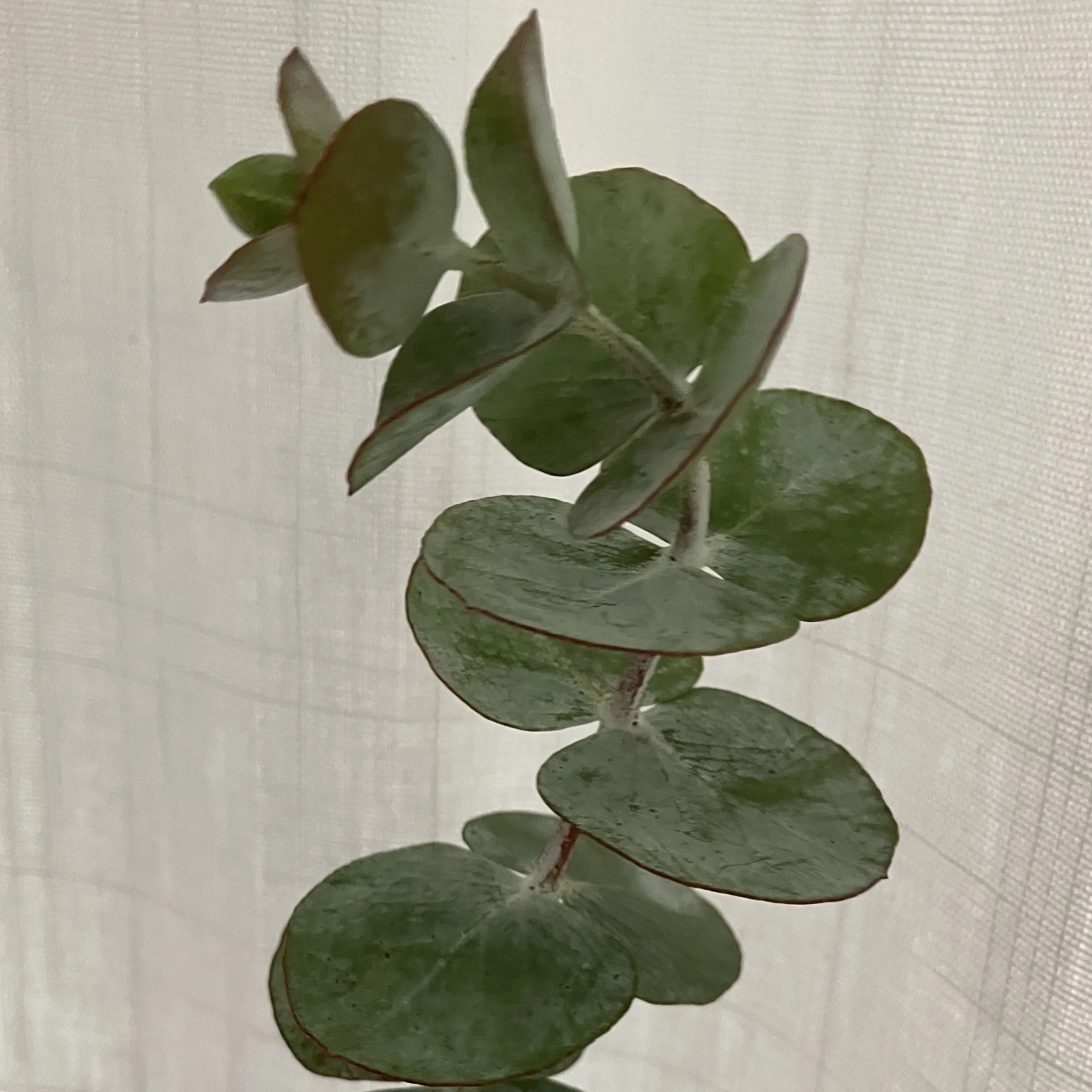 eucalyptus.jpg