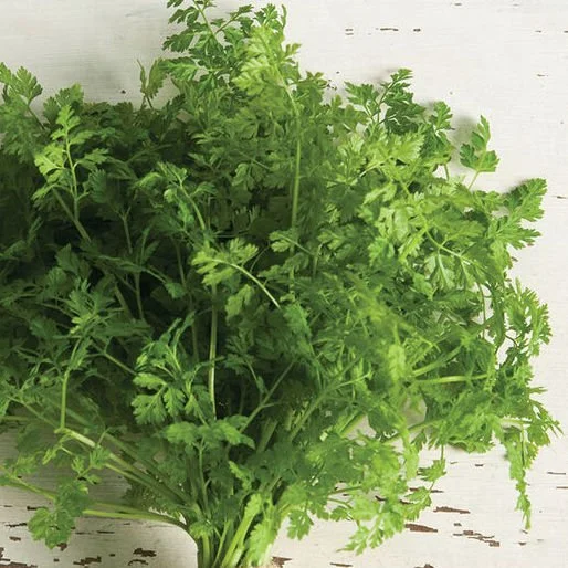 chervil.jpg