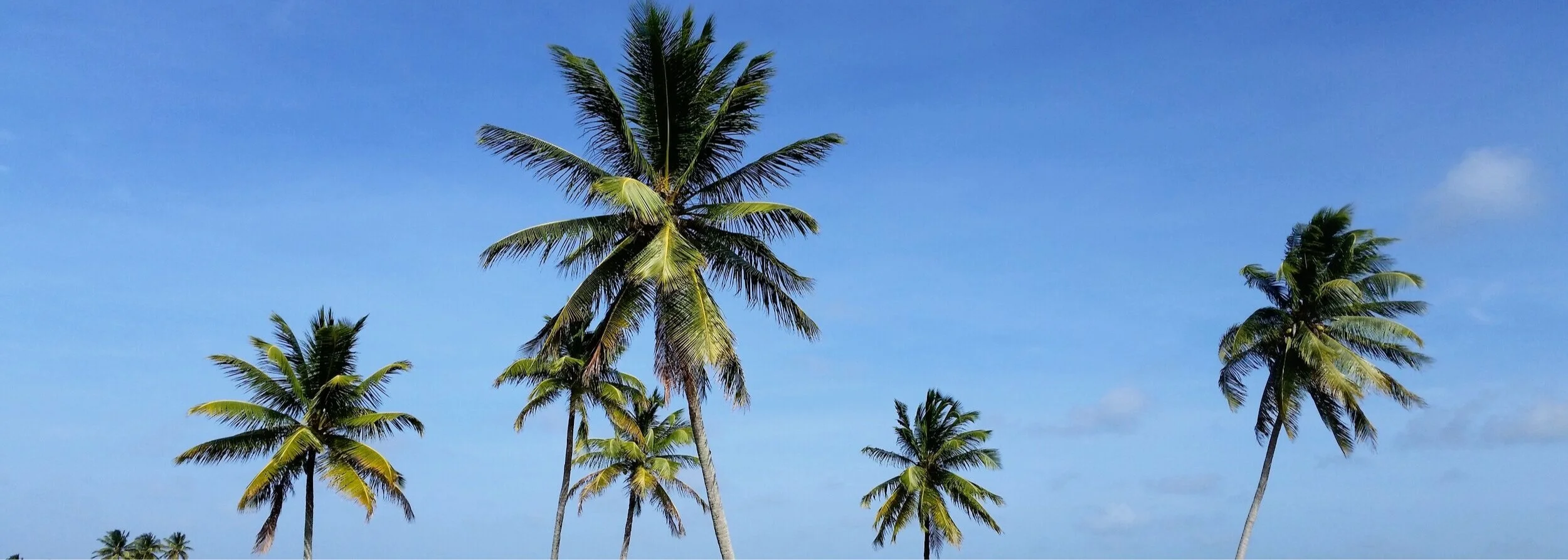 Palm+Trees+3.jpg