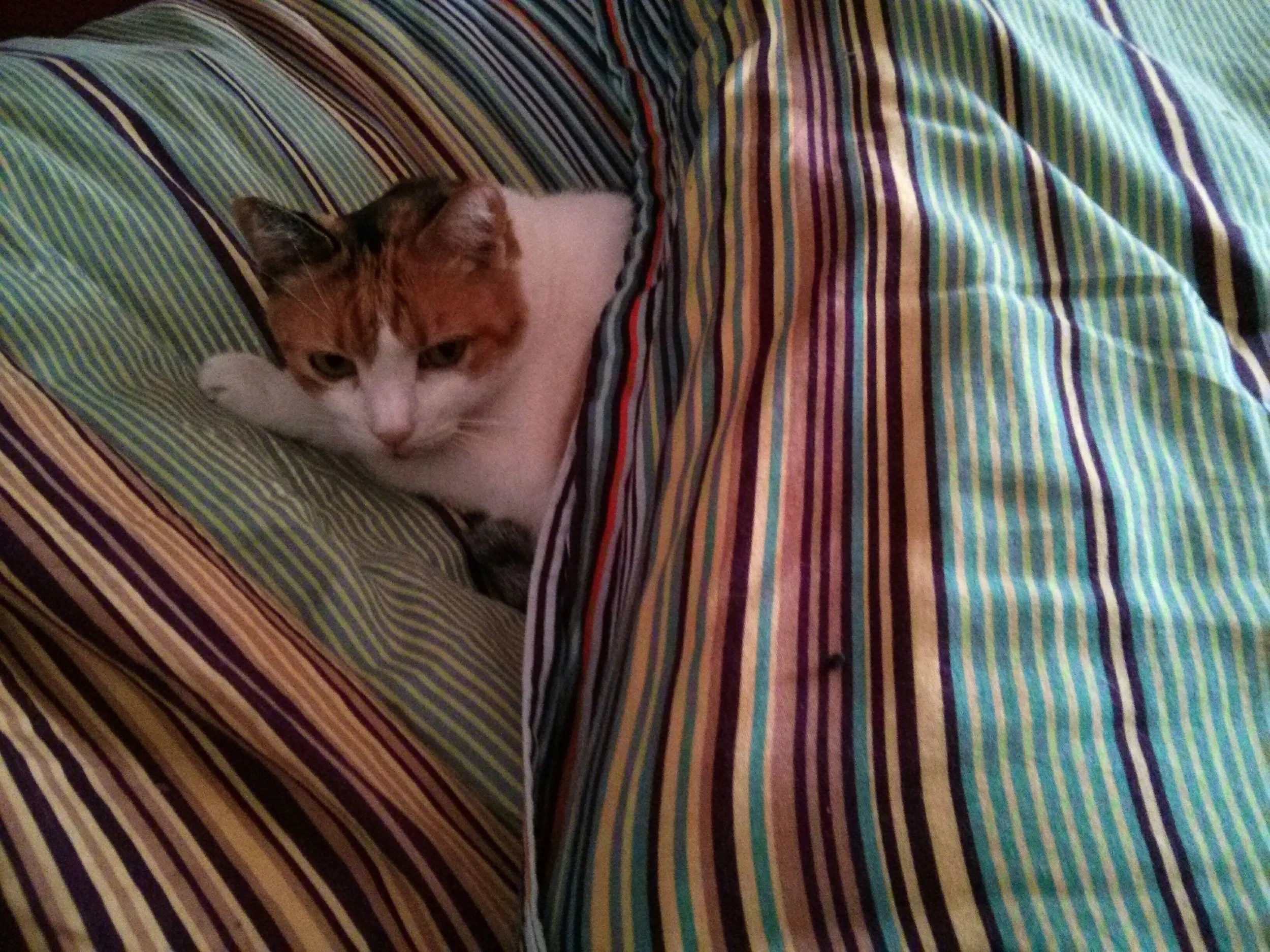 chilly cat