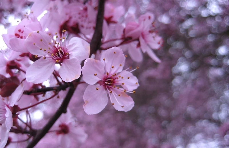 One of my favorite things about spring is...