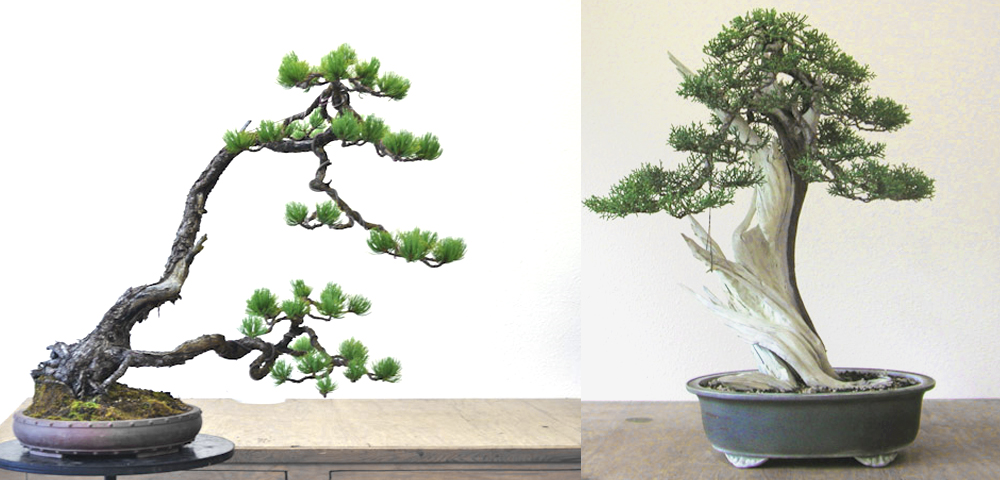 mirai bonsai 2.jpg