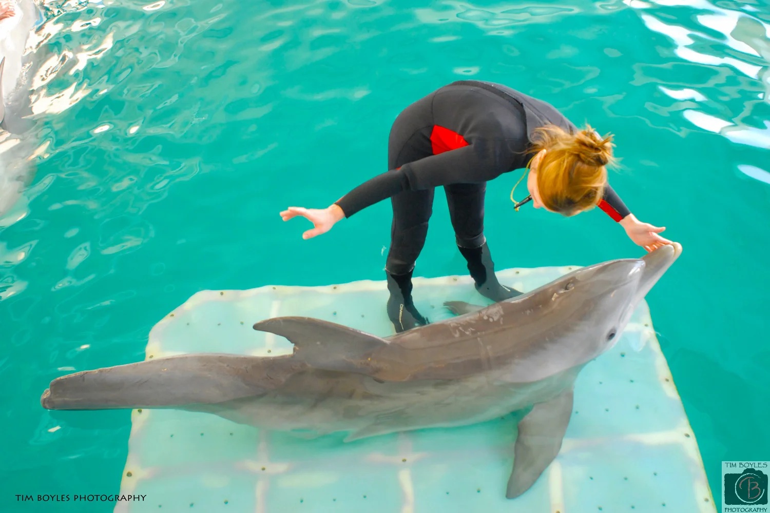 Winter The Dolphin