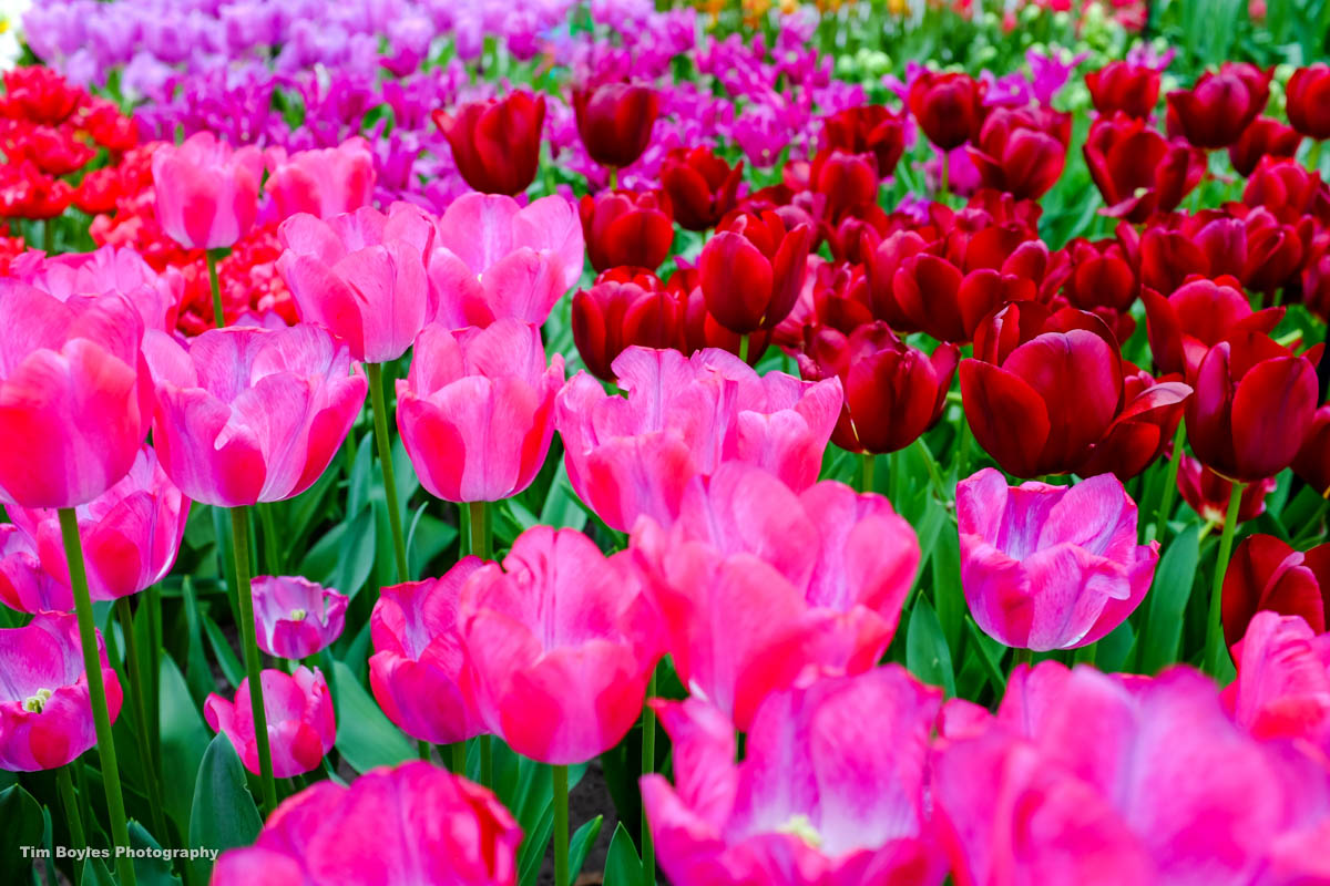 Tulips take on a neon glow in Keukenhof Gardens, Amsterdam, the Netherlands.
