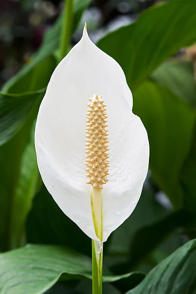 Peace-lily.jpg