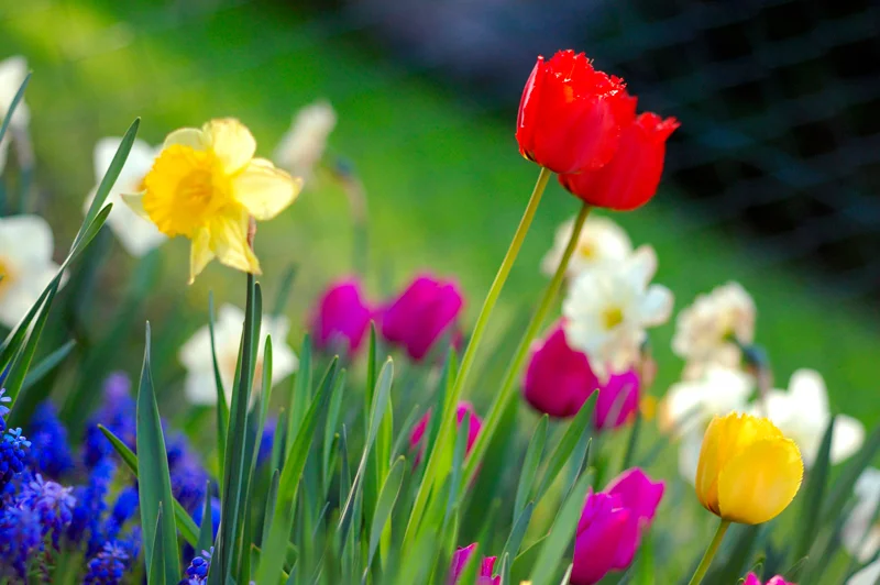 Colorful-Spring-Garden---Wikipedia-Commons.jpg