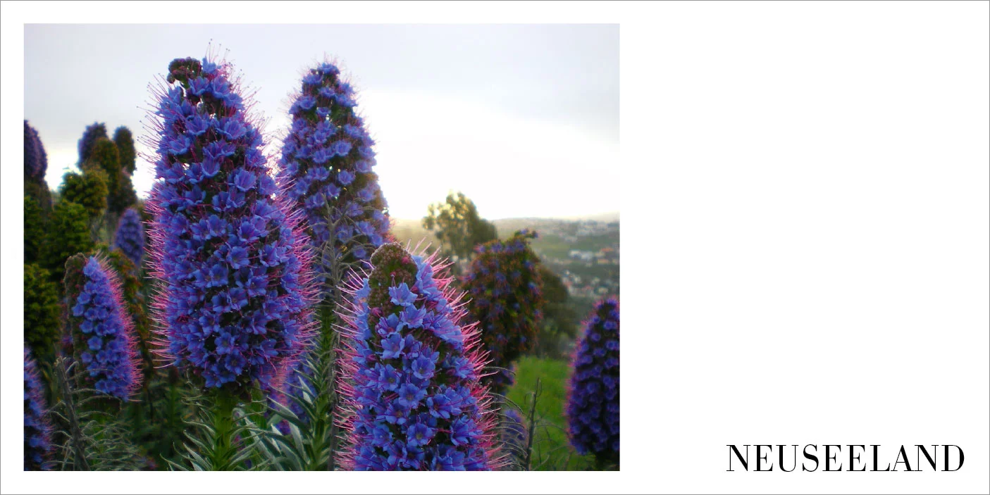 christchurch_nz_©birgituhlig.jpg