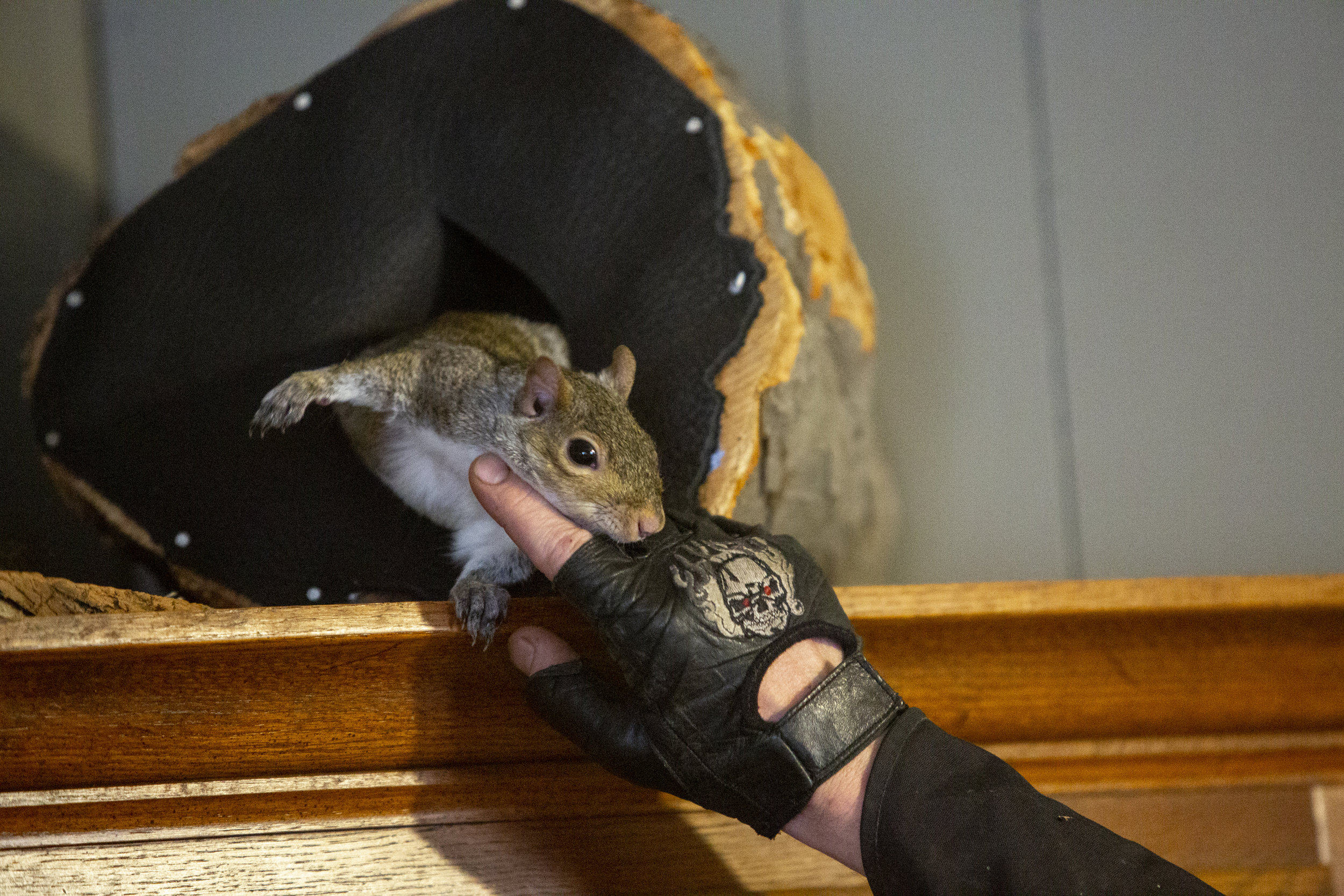  Tiny the squirrel emerges from his indoor, manmade nest to receive affection from his owner. Residents of Sharpsburg cite the freedom to do as they please, without the judgement of neighbors, as one of the perks of living in this rural area. 