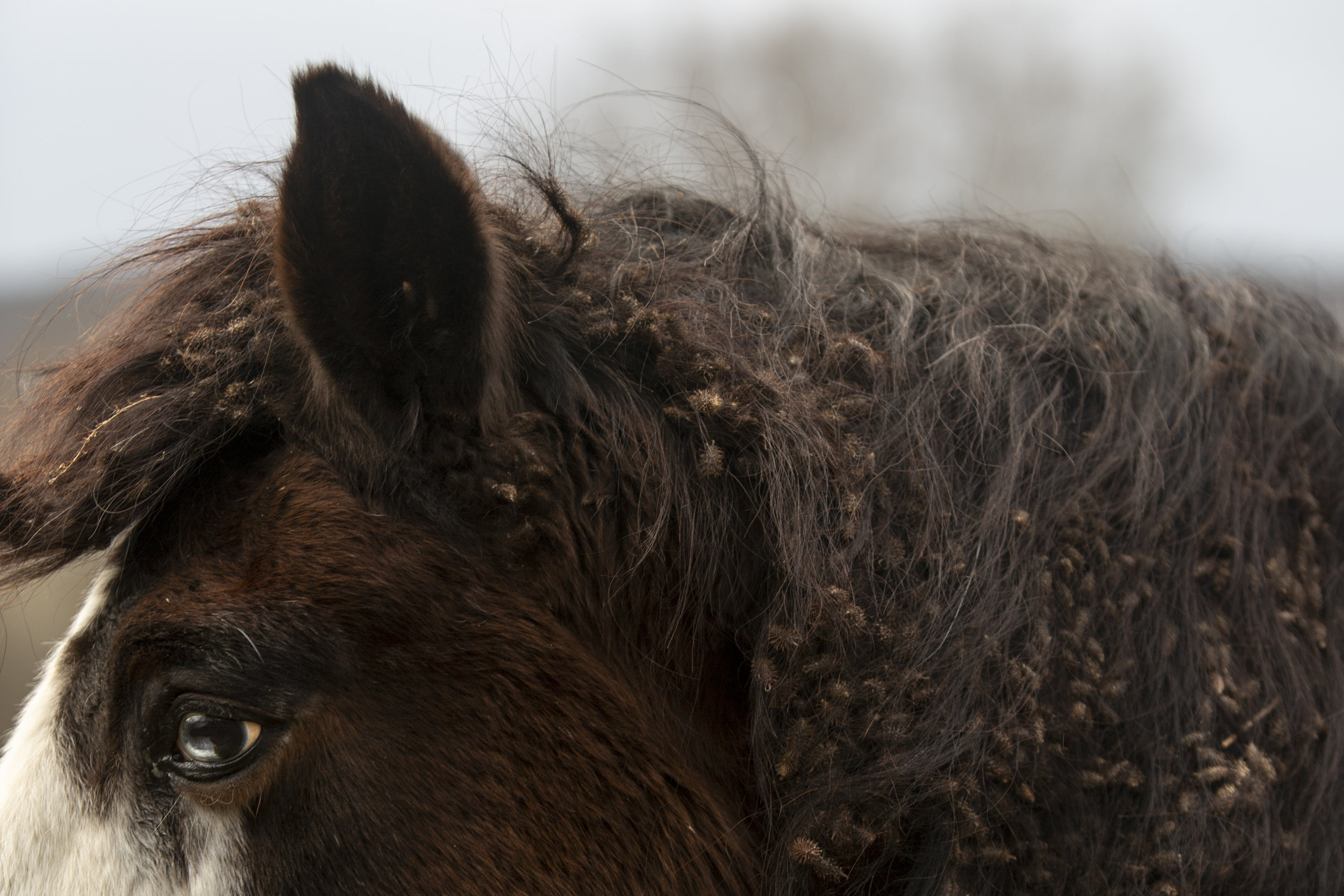  Though he is looked after by family and friends, the burs knotted in Chief’s mane signify a decline in attention since his owner moved away over ten years ago. Many residents of Sharpsburg leave the community in search of better work prospects. 