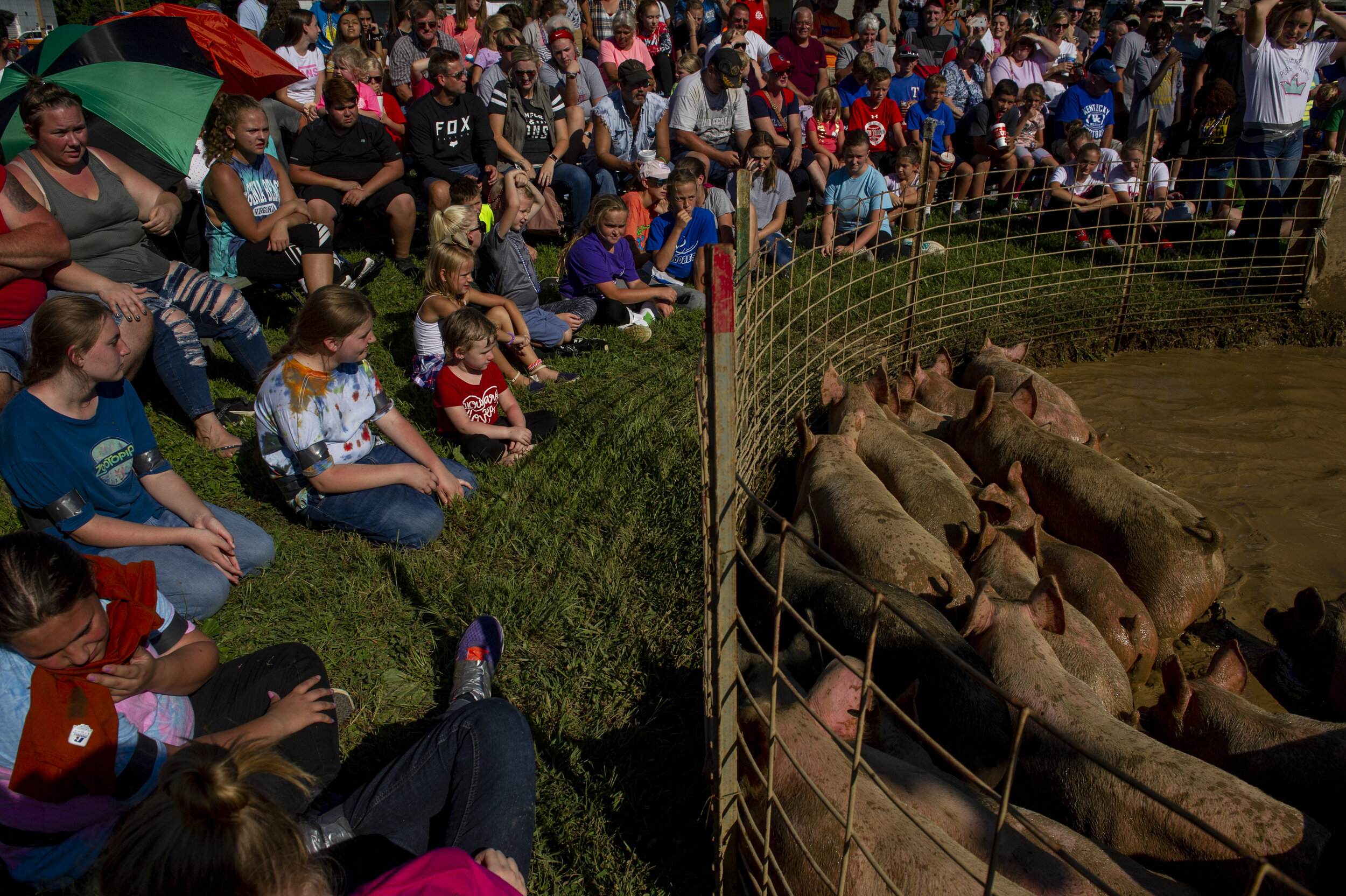  Crowds gather to watch the Hog Wrestling competition at Dale Fall Festival in Dale, Ind., Saturday afternoon, Sept. 7, 2019. Each year at this popular event, children and adults in teams of four attempt to wrangle a pig faster than their peers.   