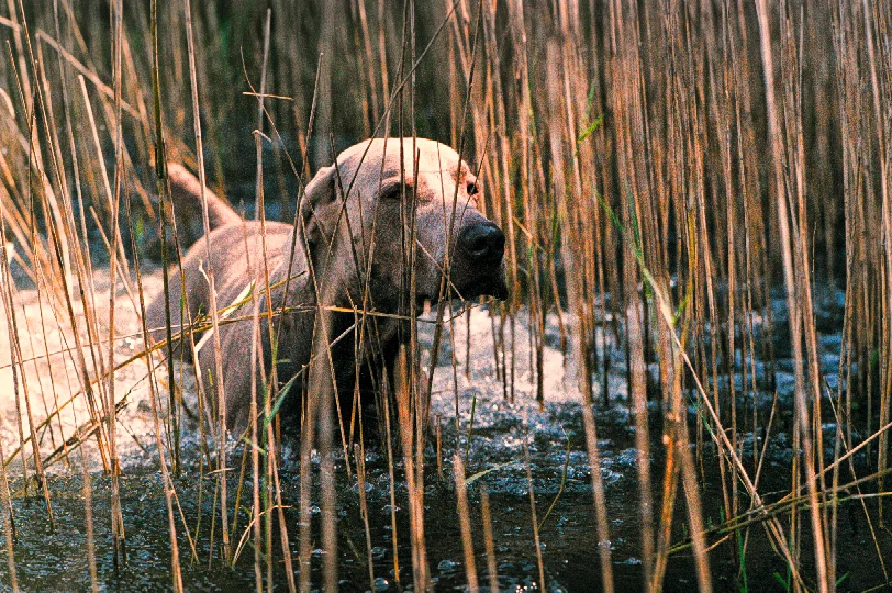 Mosby in the Reeds 9-01.jpg