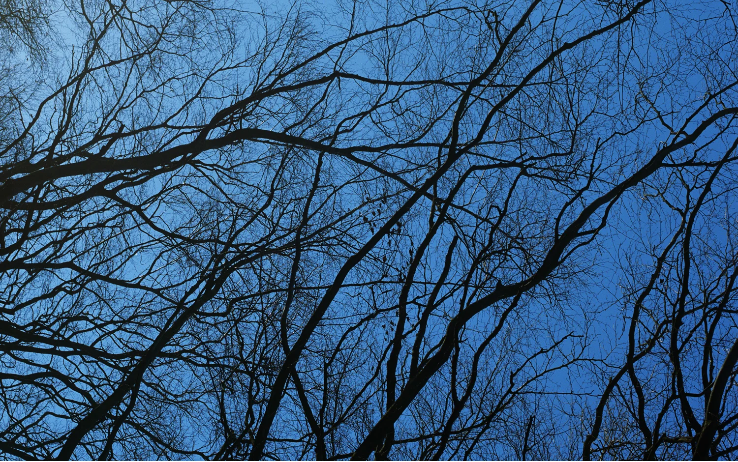 SS8-Homepage Slideshow.jpg
