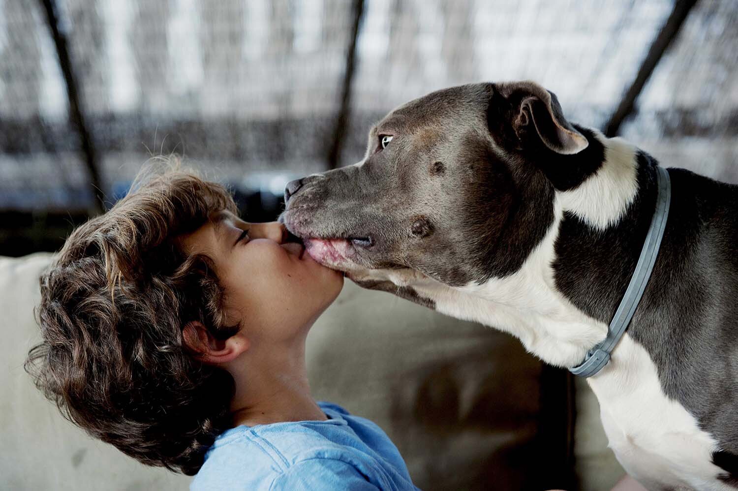 boy kissing pit bull healdsburg california.jpg