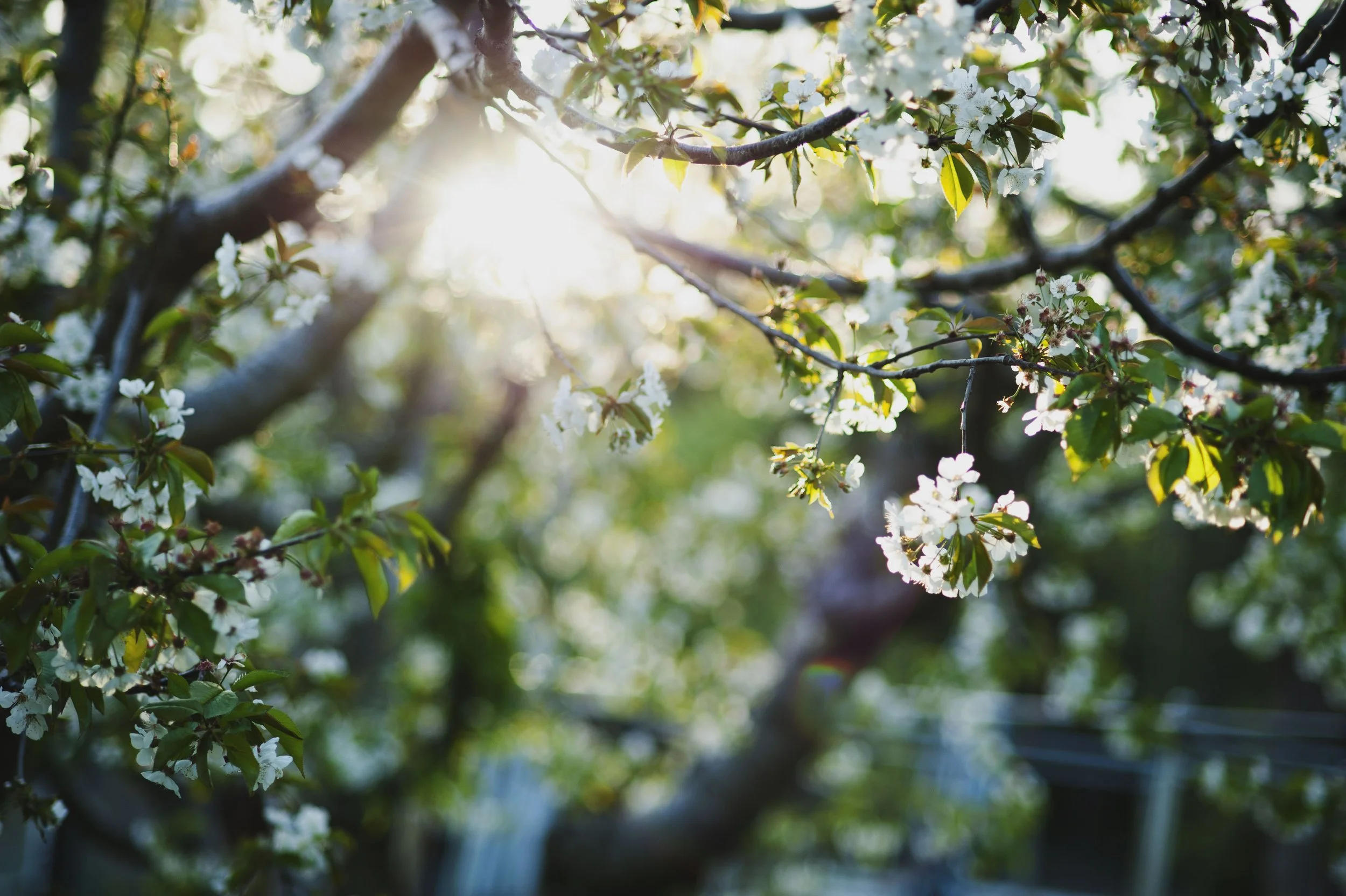 farm at sunset_4.jpg