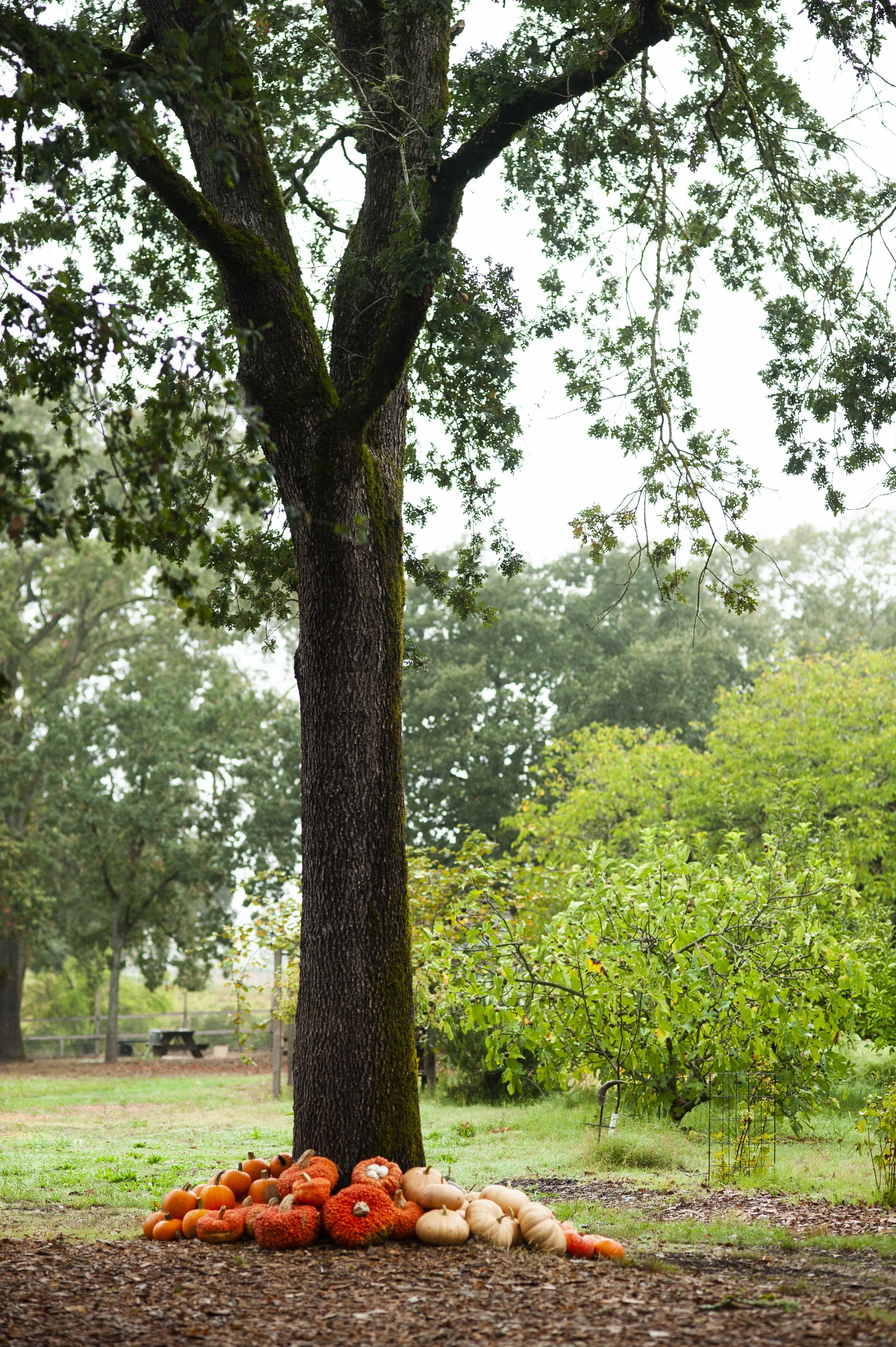 Fall pumpkin display beneath a large tree in a park with grass and additional trees in the background