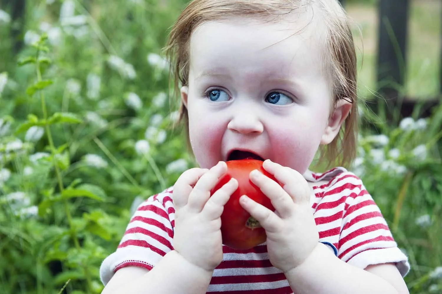 toddler eating a tomato.jpg