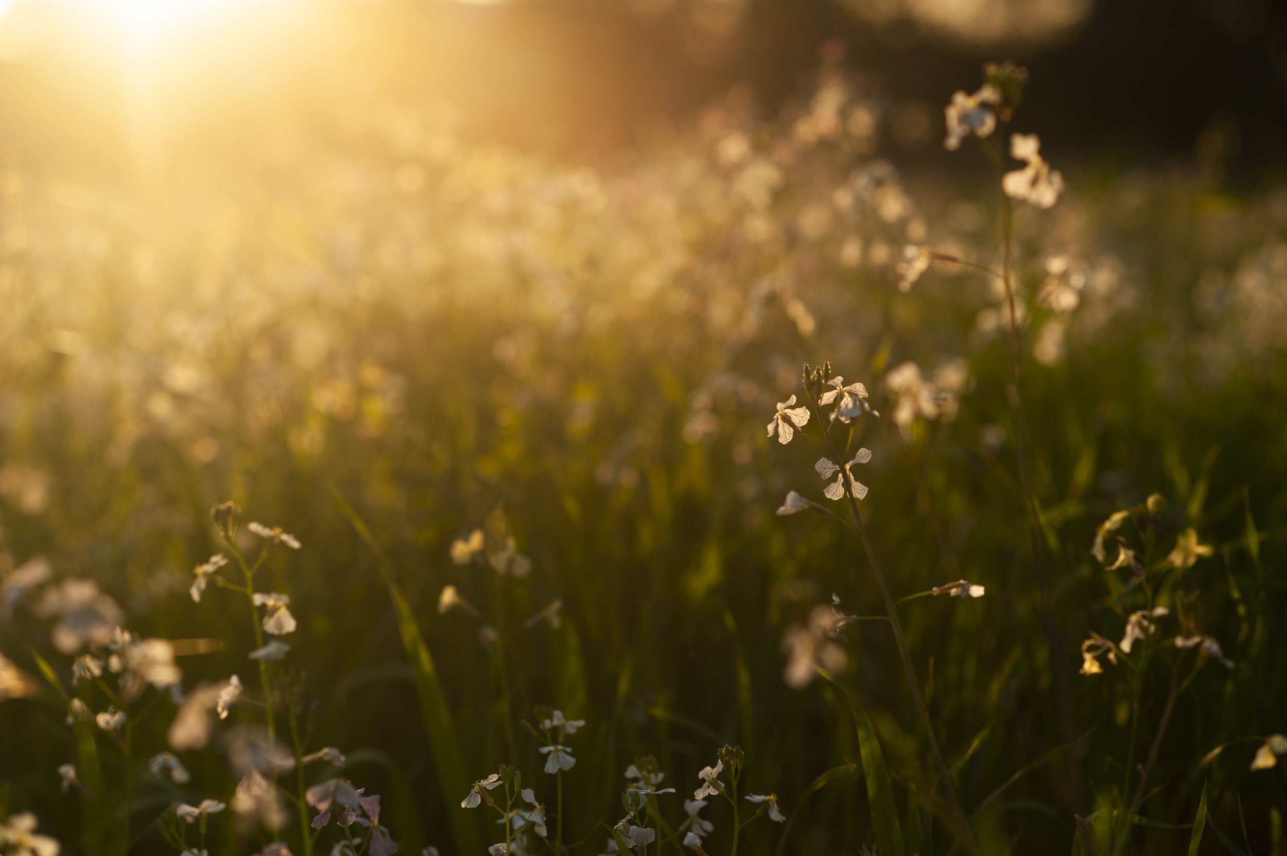 flower field.jpg