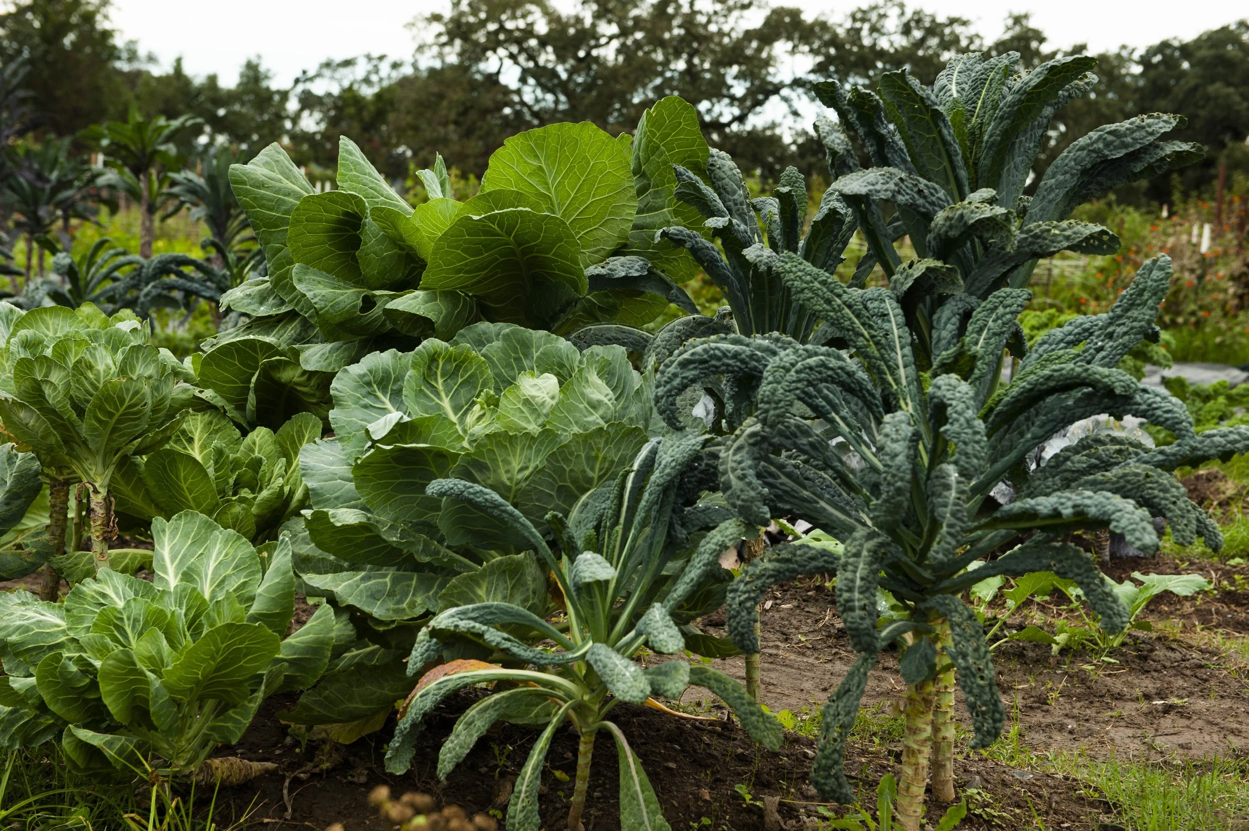 Garden filled with green leafy vegetables including cabbage, lettuce, and kale with trees in the background.