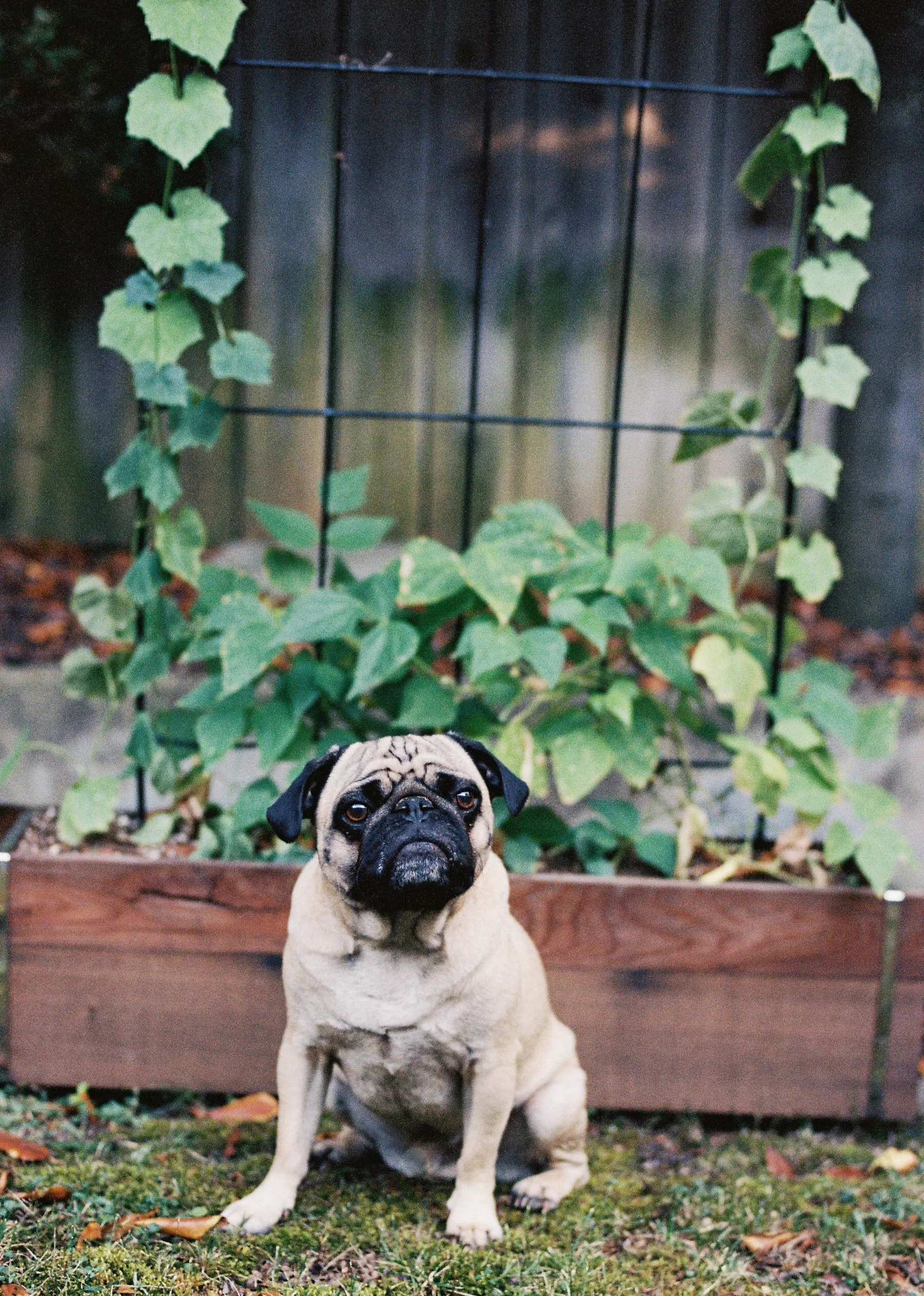 sacramento-fall-mini-sessions.jpg