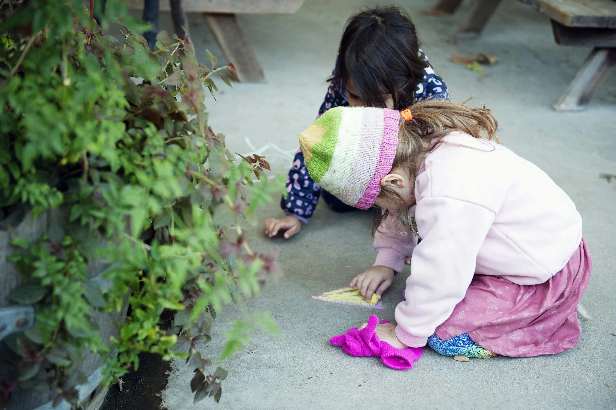 Two young girls sitting on the ground near a hedge, drawing with chalk.