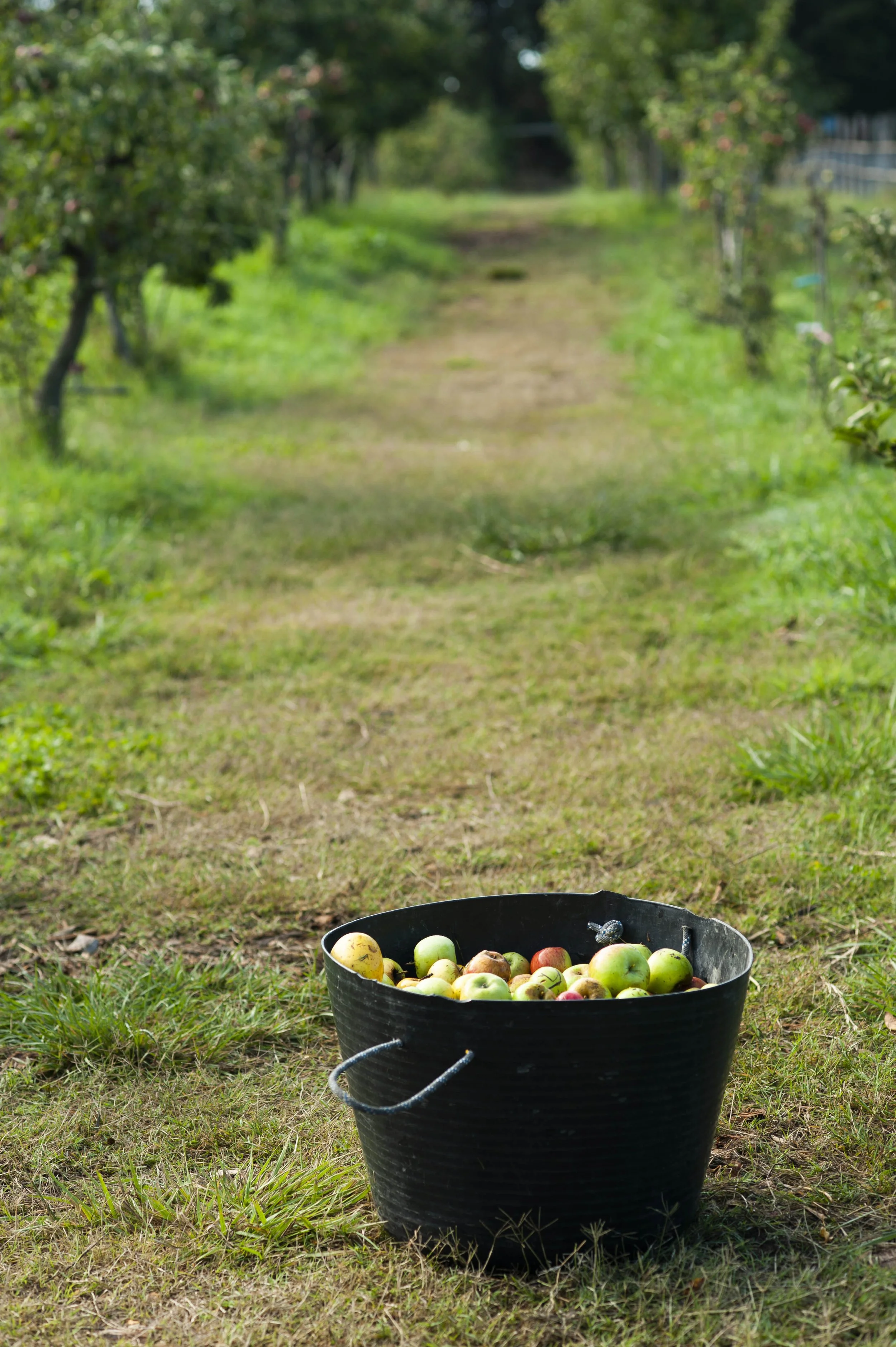 A black bucket filled with freshly picked apples resting on a grassy ground in an orchard, with apple trees and a pathway in the background.