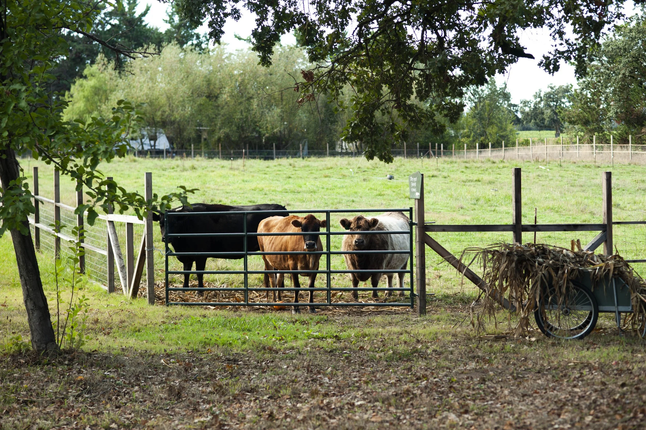 A rural scene with several cows standing behind a metal and wooden fence in a grassy field, with trees and a partly cloudy sky in the background.