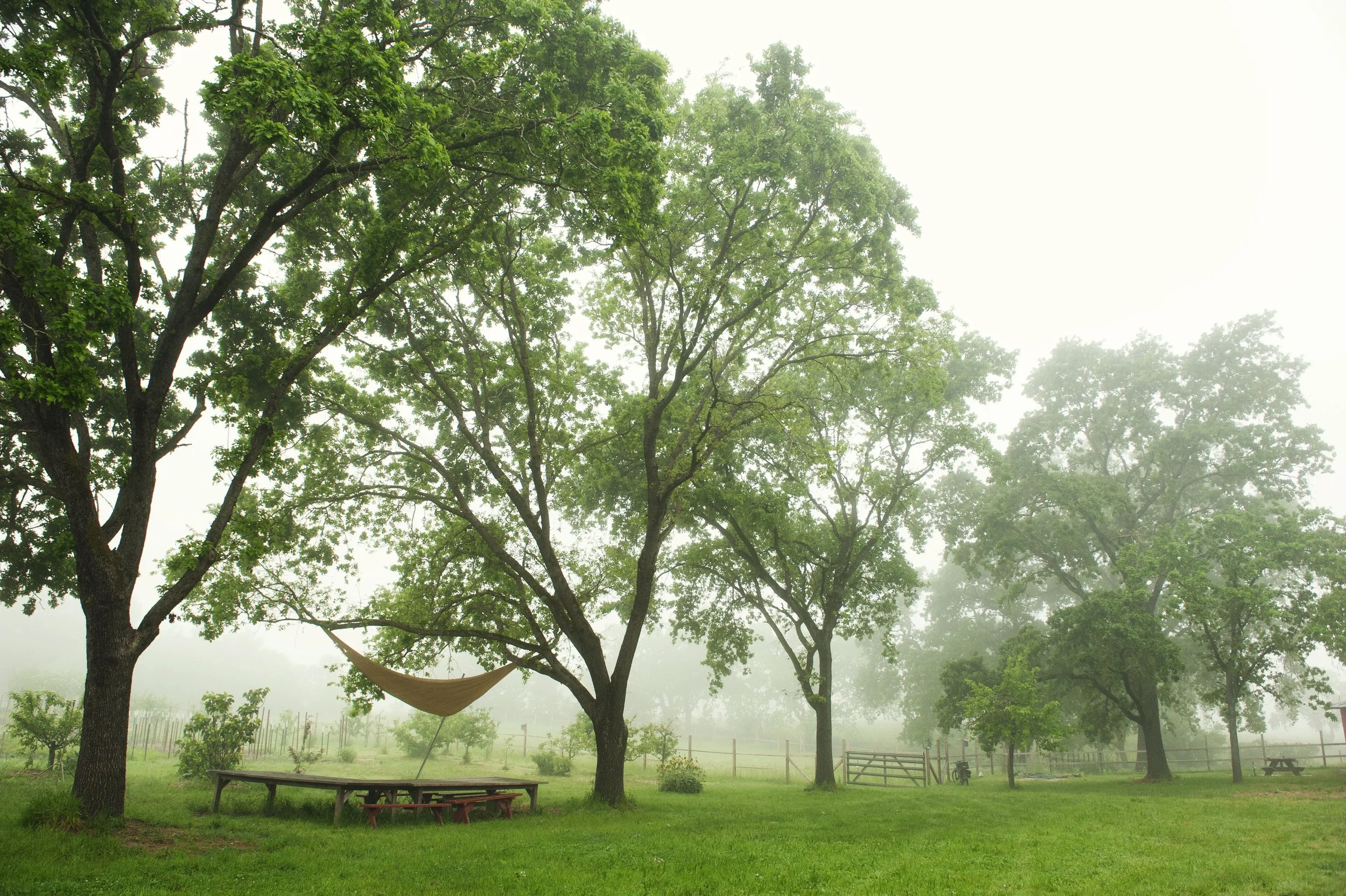 A foggy outdoor scene with several tall green trees, a hammock hanging between two trees, wooden benches, a picnic table, and a grassy area enclosed by a fence.