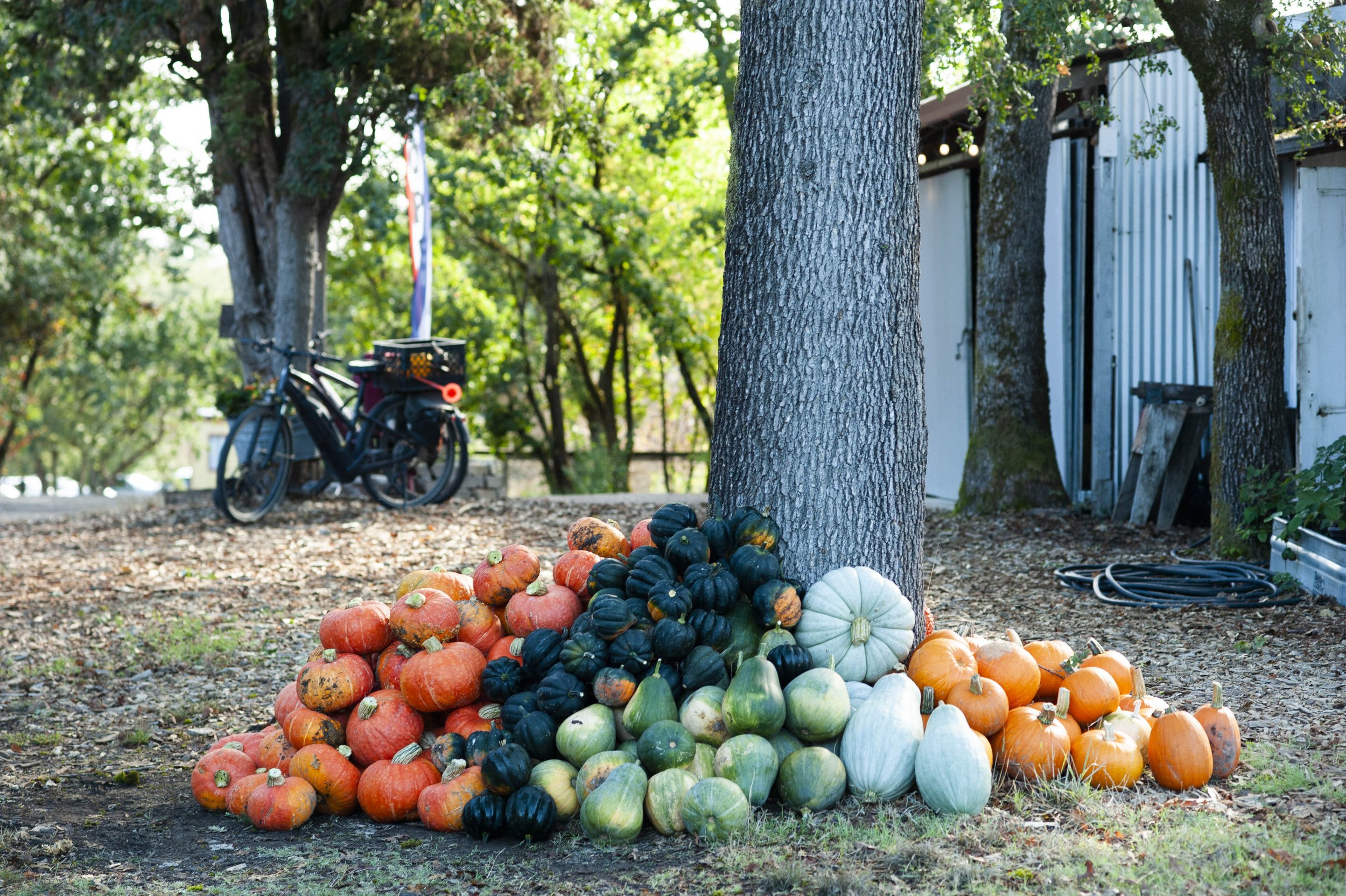 Piles of various pumpkins and gourds, including orange, green, white, and black, stacked beneath trees outdoors in a rural setting.