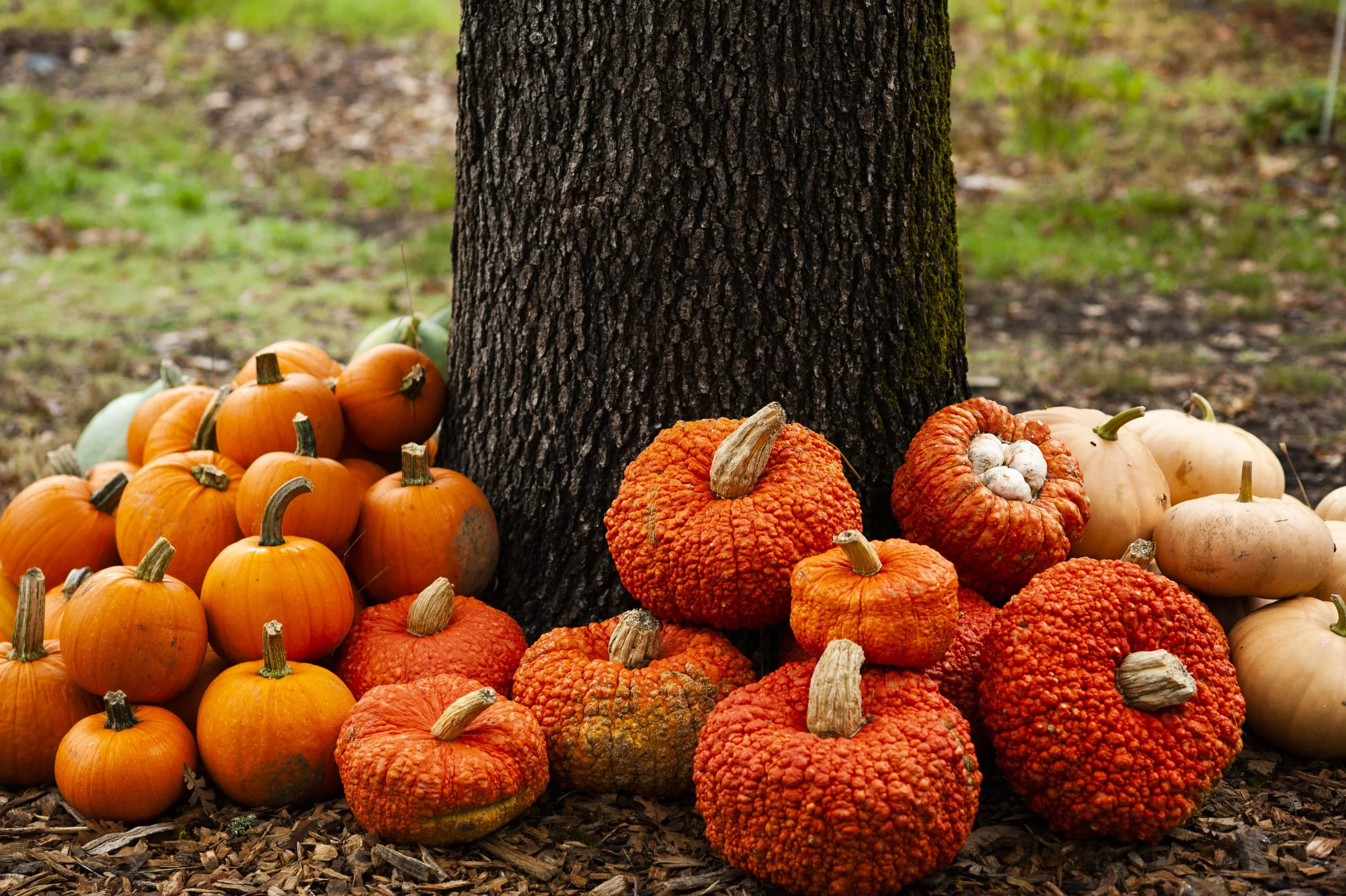 Pile of orange, white, and green pumpkins and gourds around the base of a tree in a forested area.