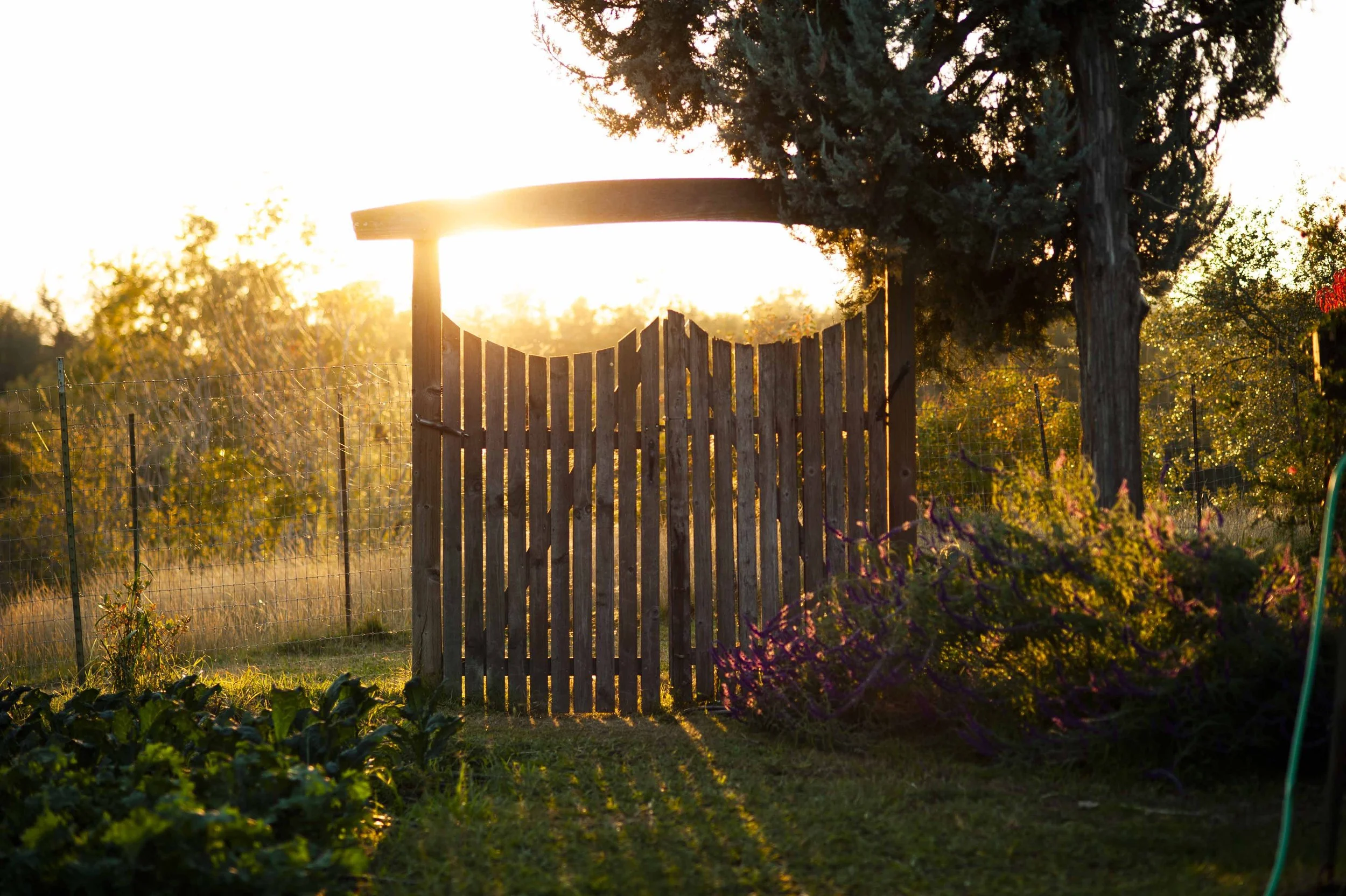 sacramento waldorf school.jpg
