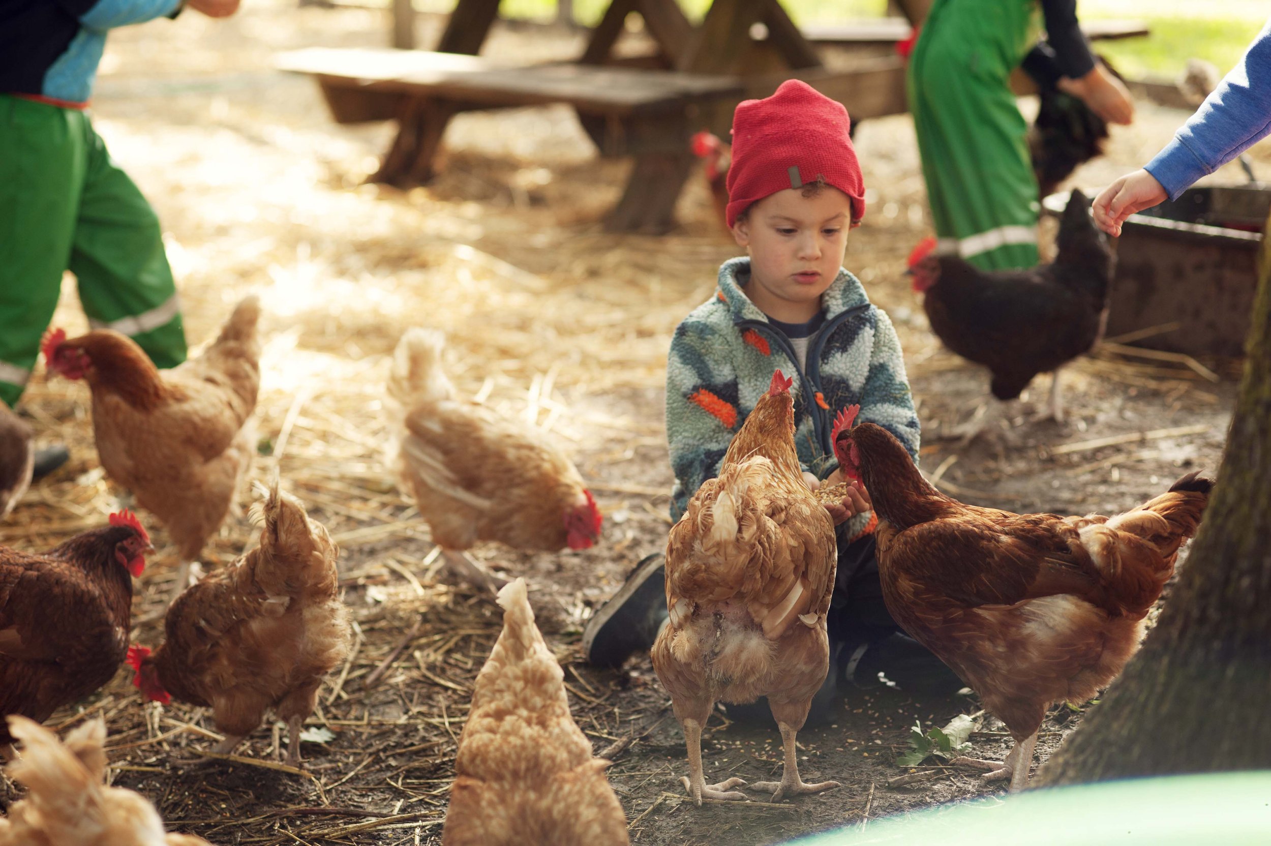 Children interacting with chickens in an outdoor farm setting, with one child in a red hat and a fleece jacket surrounded by chickens, and other children and chickens visible in the background.