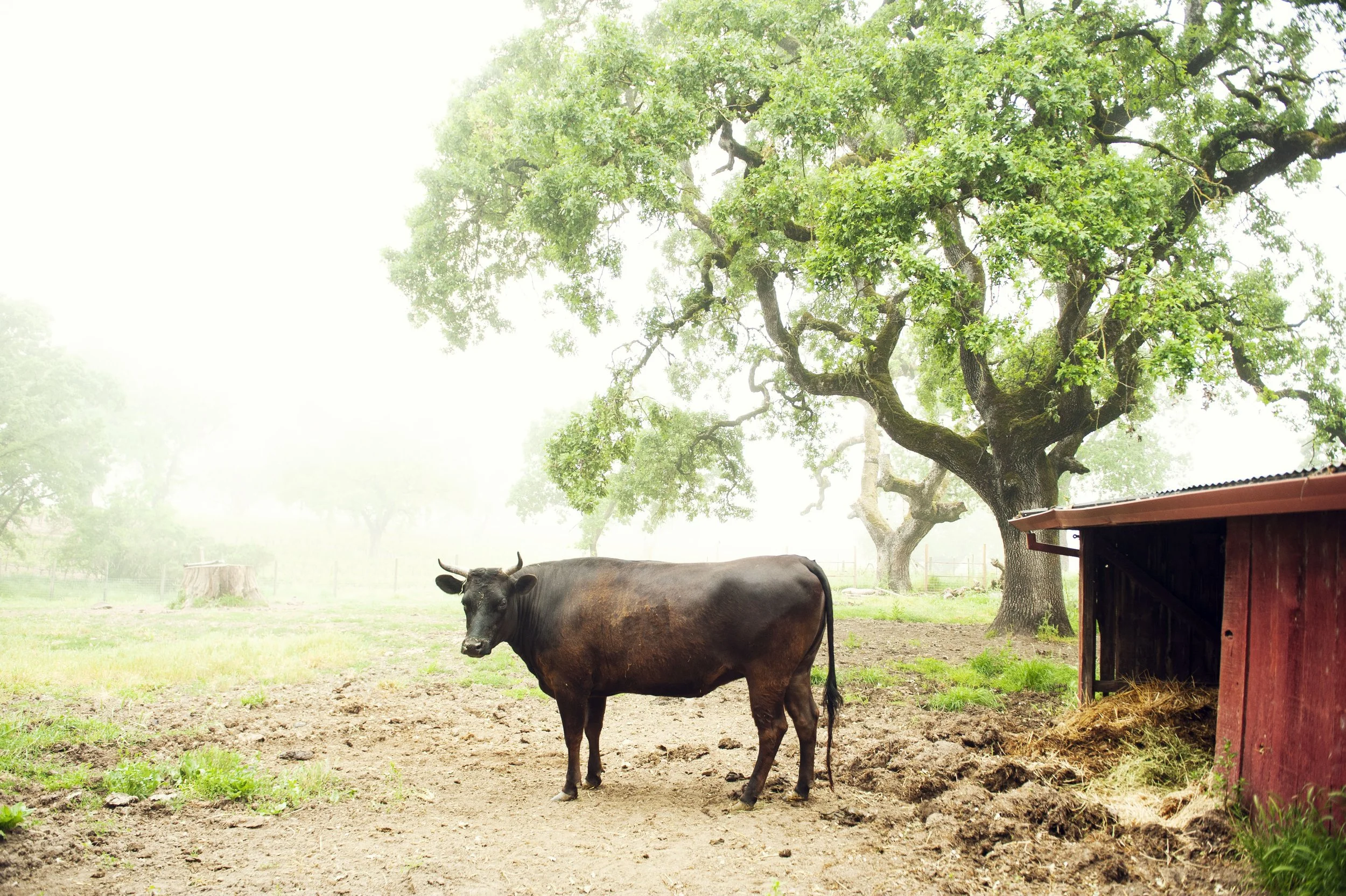 A cow standing on a dirt patch in a farmyard, with a large green tree and a red barn in the background, and a foggy sky overhead.