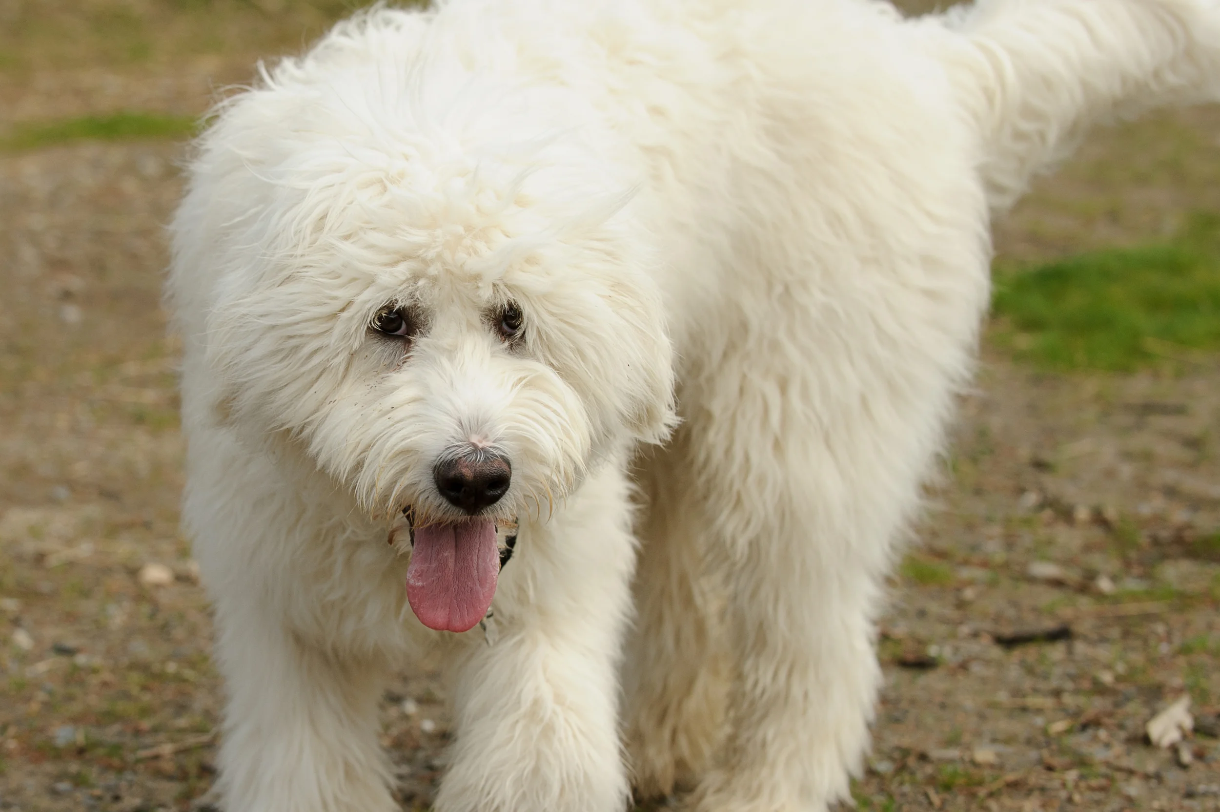 This is Viola. I'm sure Autumn (she's our other pup) will make an appearance on the blog at some point.