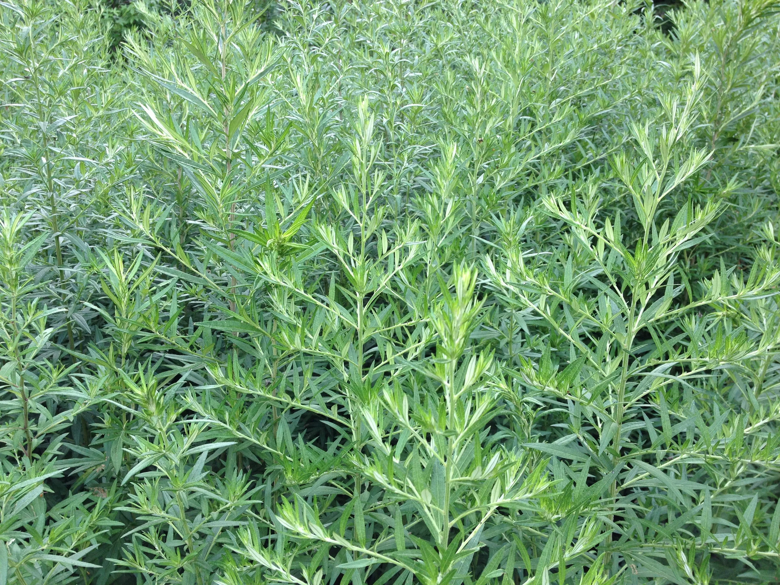 herbs for meditation