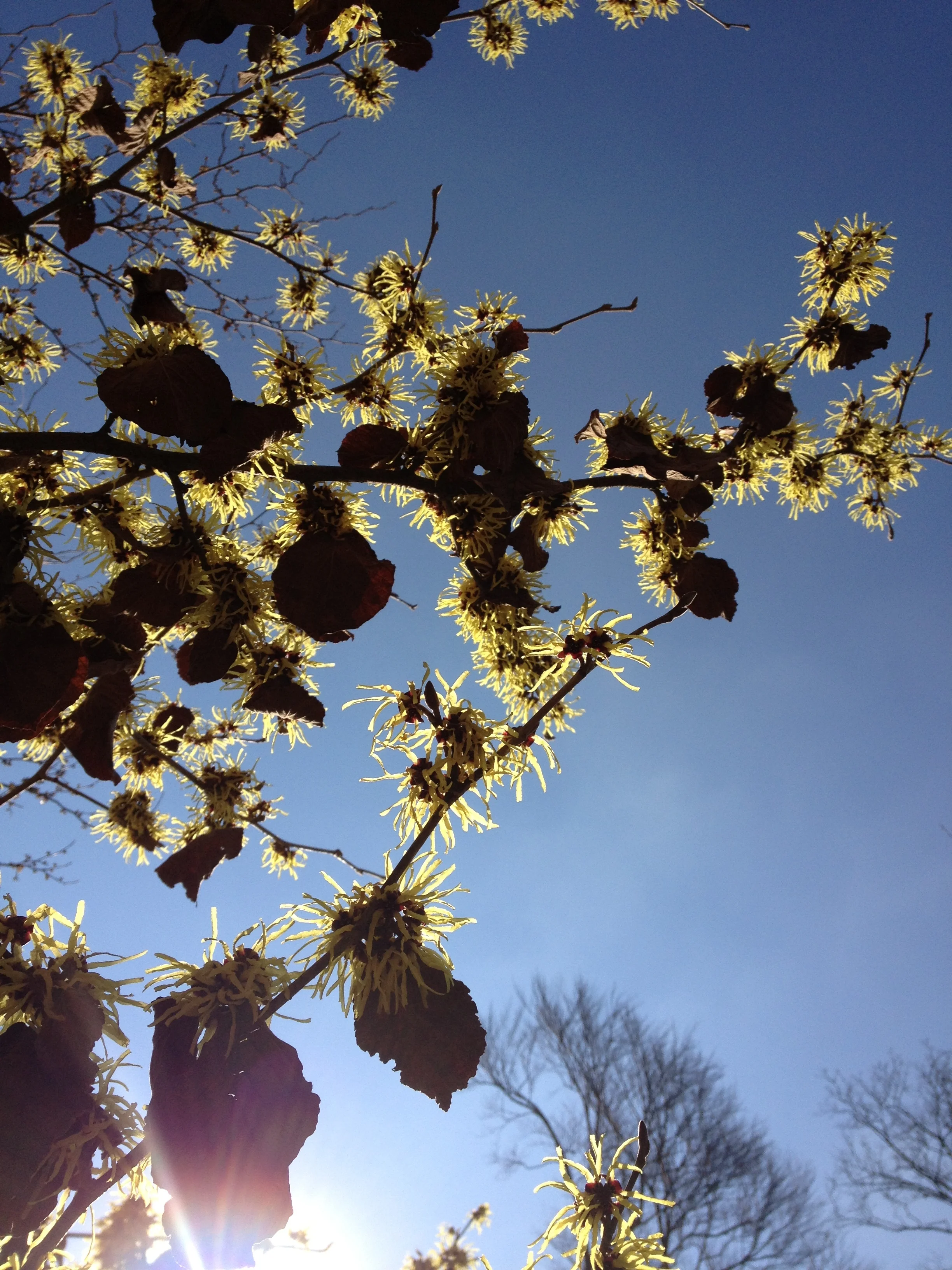 celebrate Imbolc with gathering ground