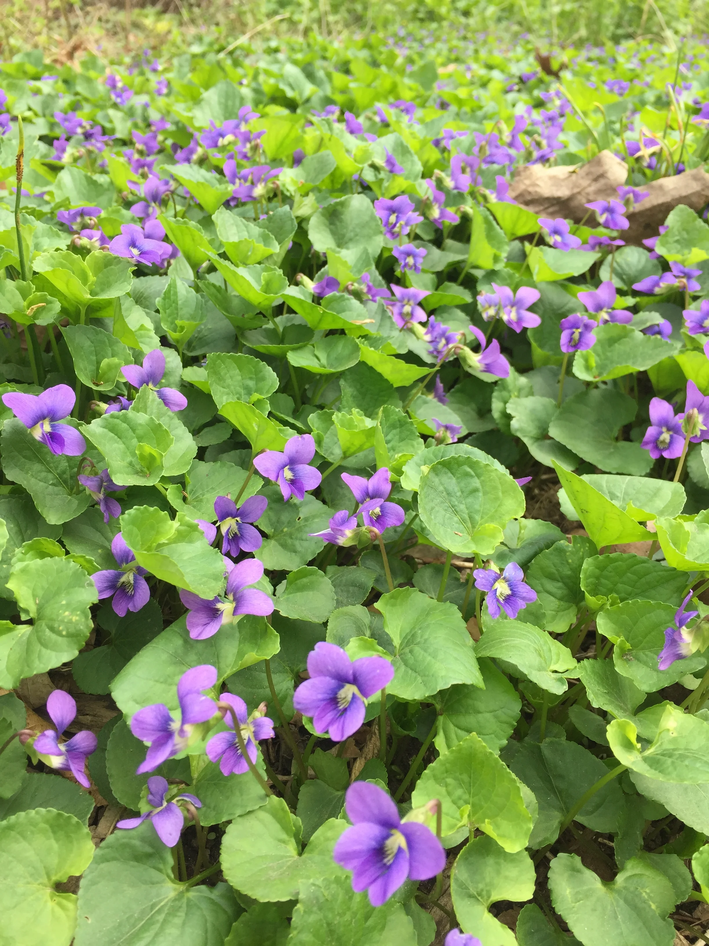 healing plant walks with Sacred Warrior