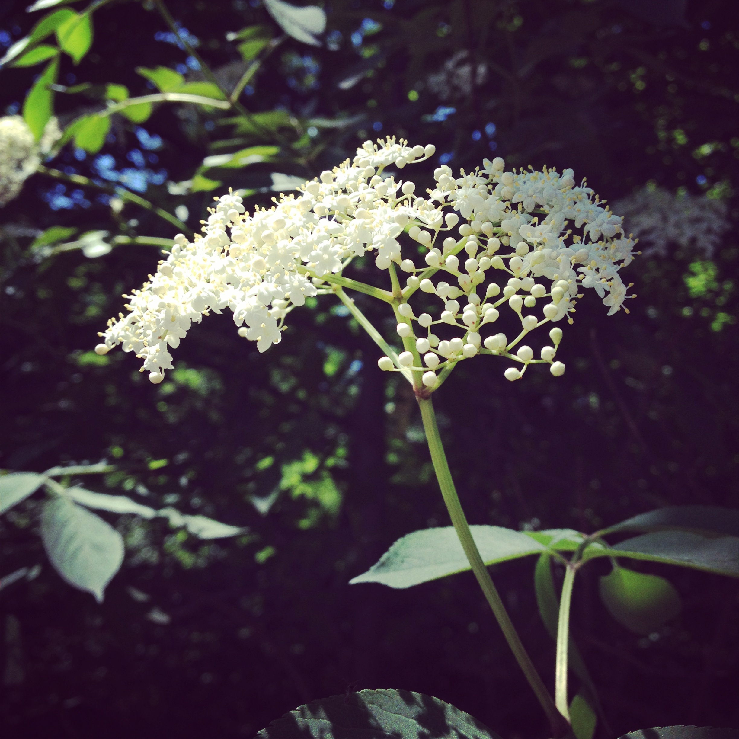 healing plant walks with Sacred Warrior