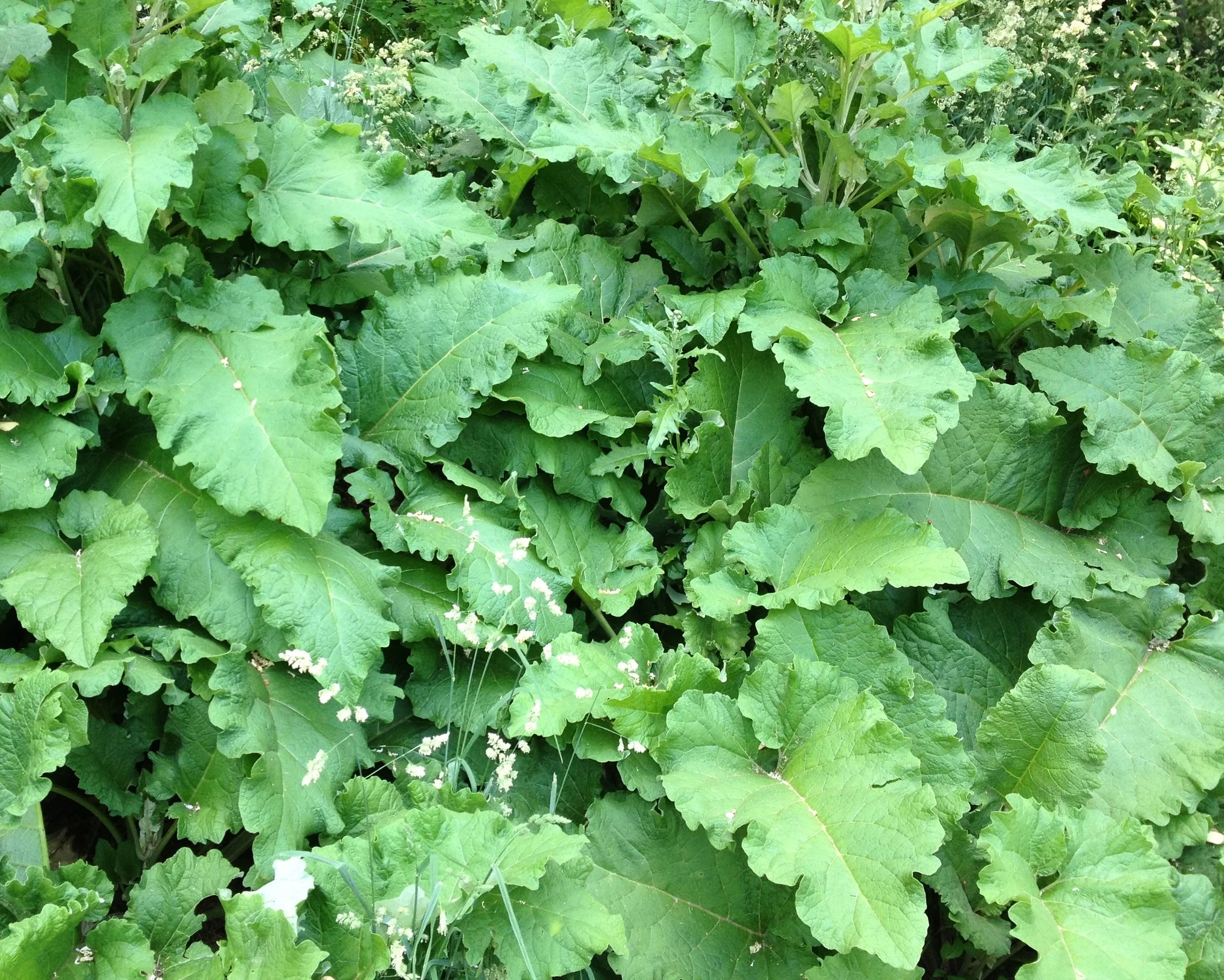 healing plant walk with Sacred Warrior