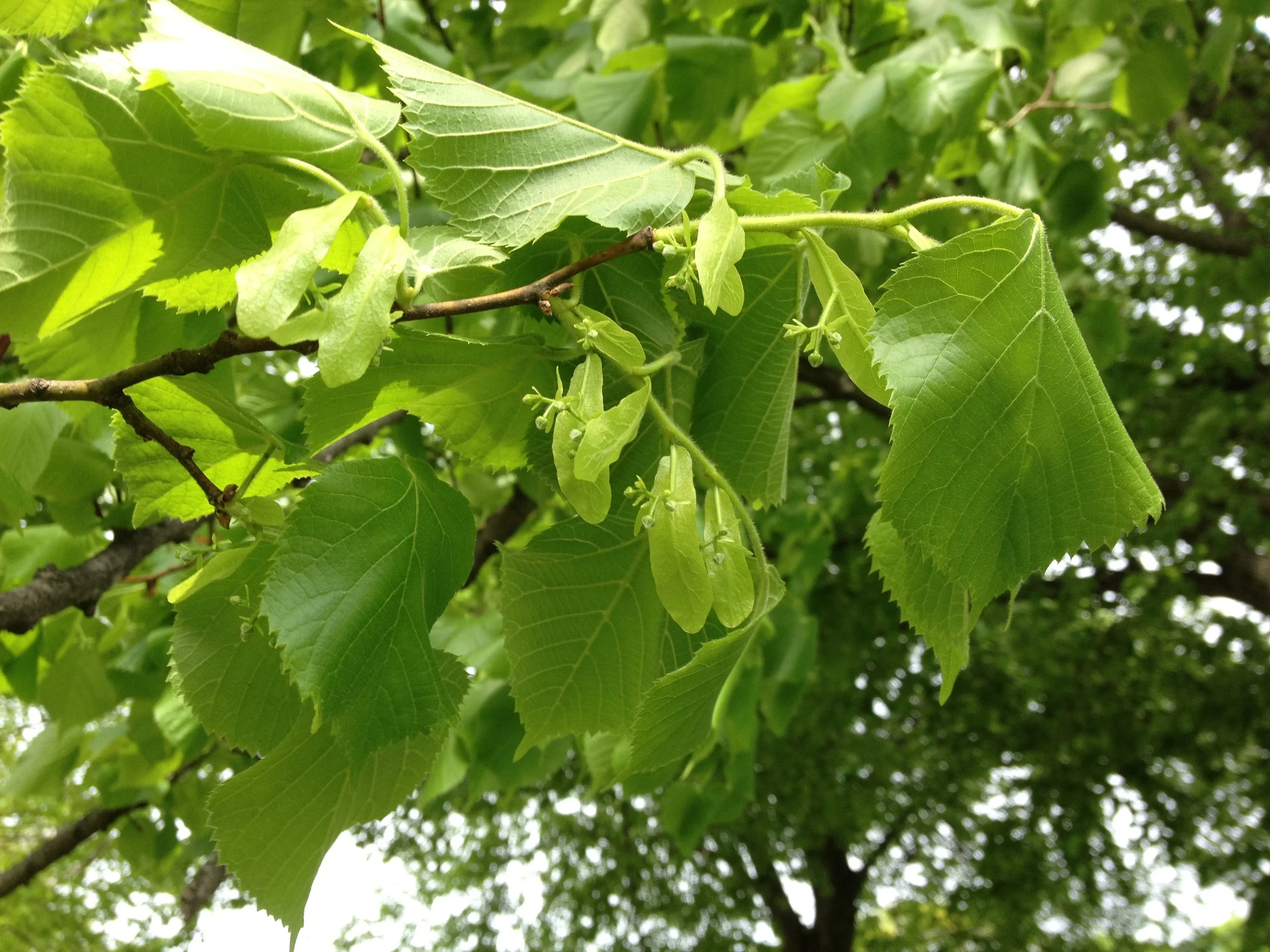well being through plant wisdom